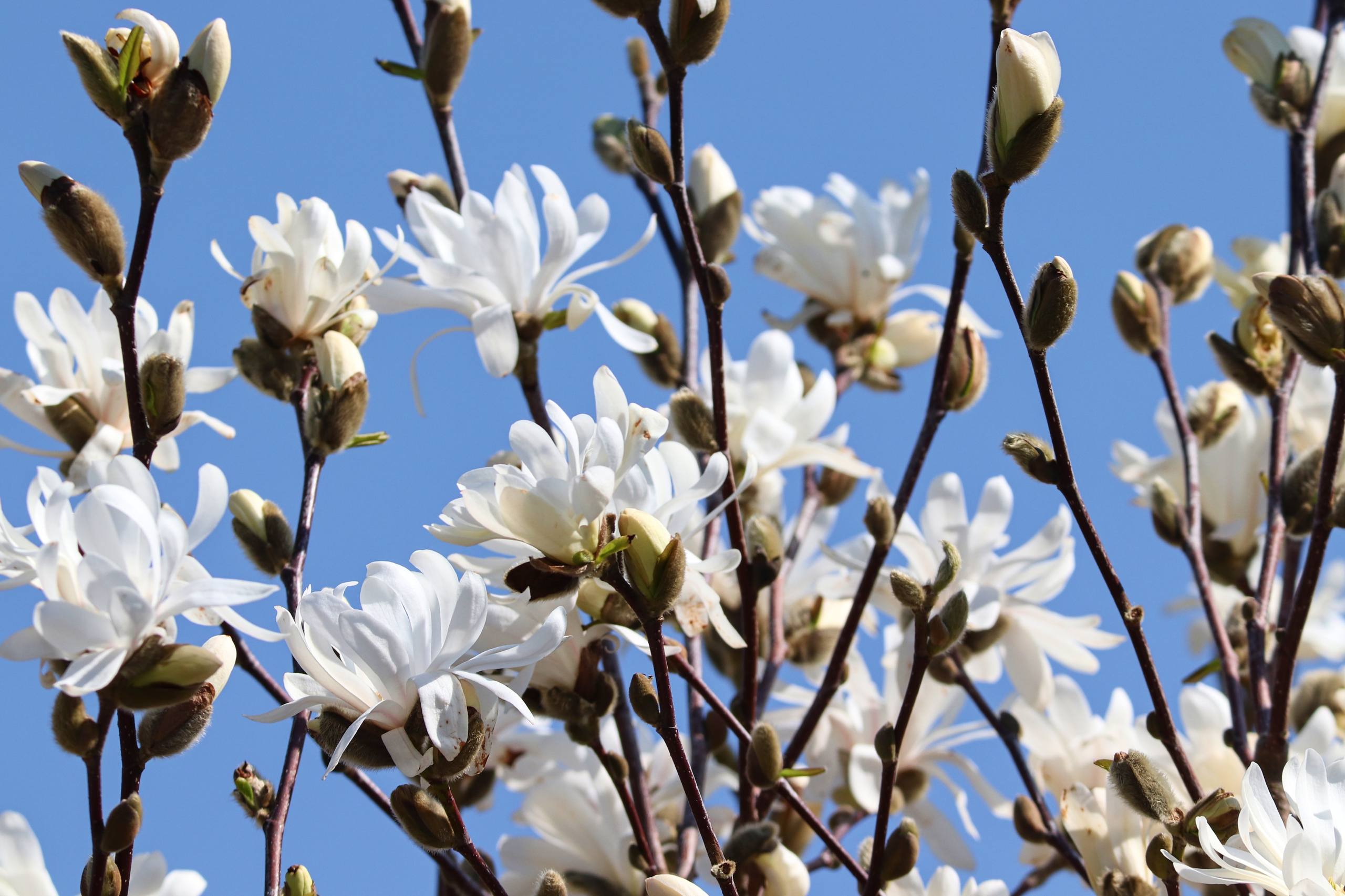 高清茉莉花花朵壁纸壁纸预览