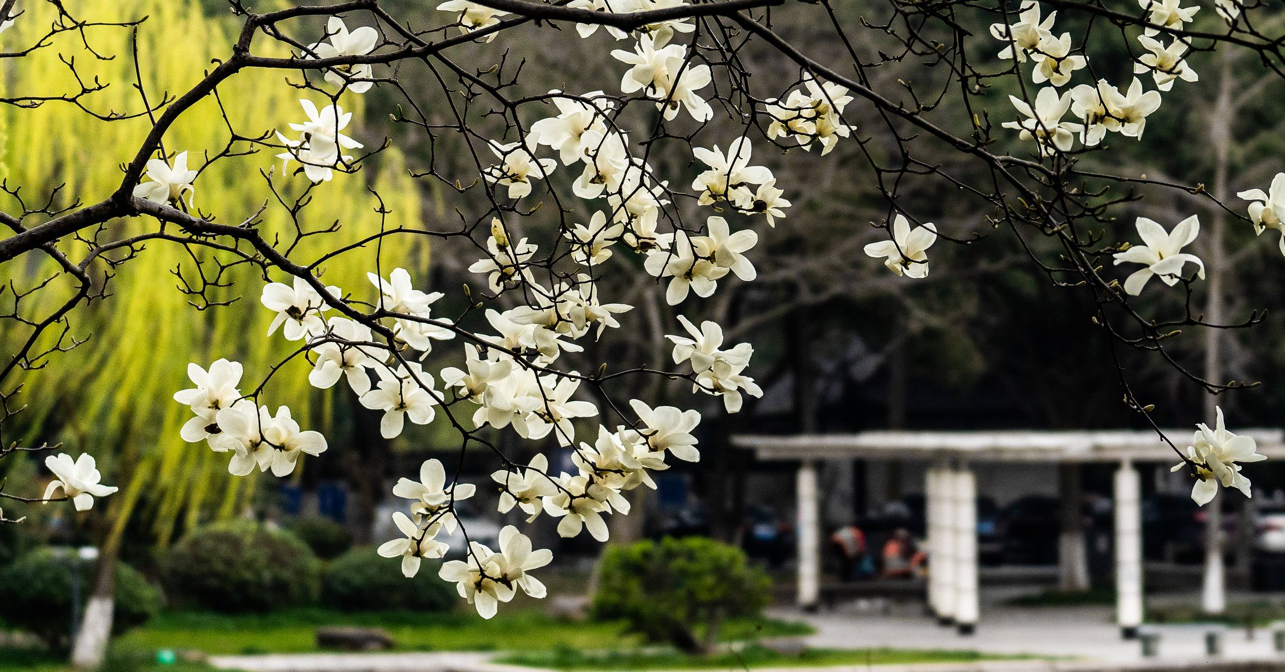 高级感照片壁纸背景花朵壁纸预览