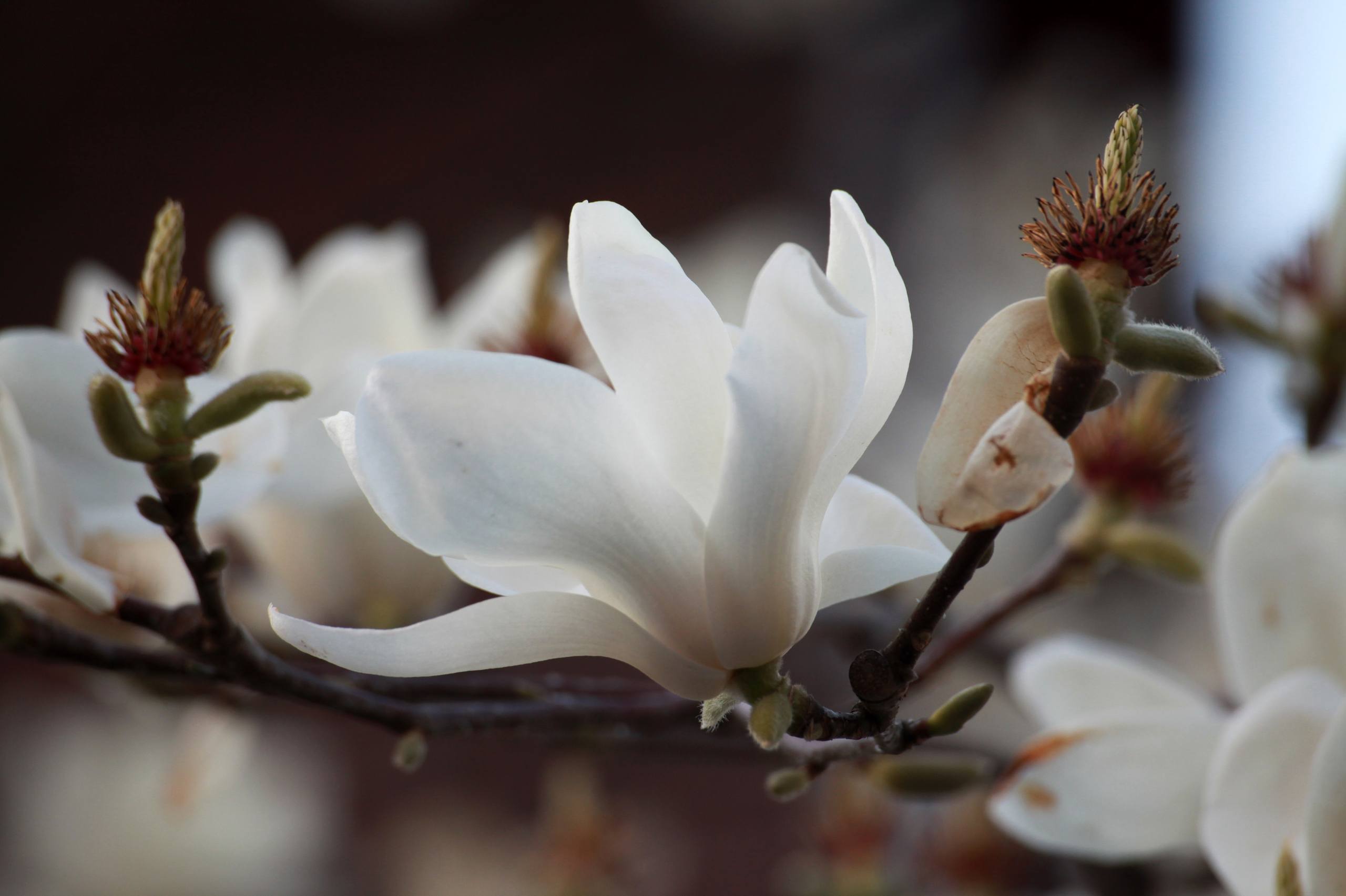 高级花朵壁纸手绘图案壁纸预览