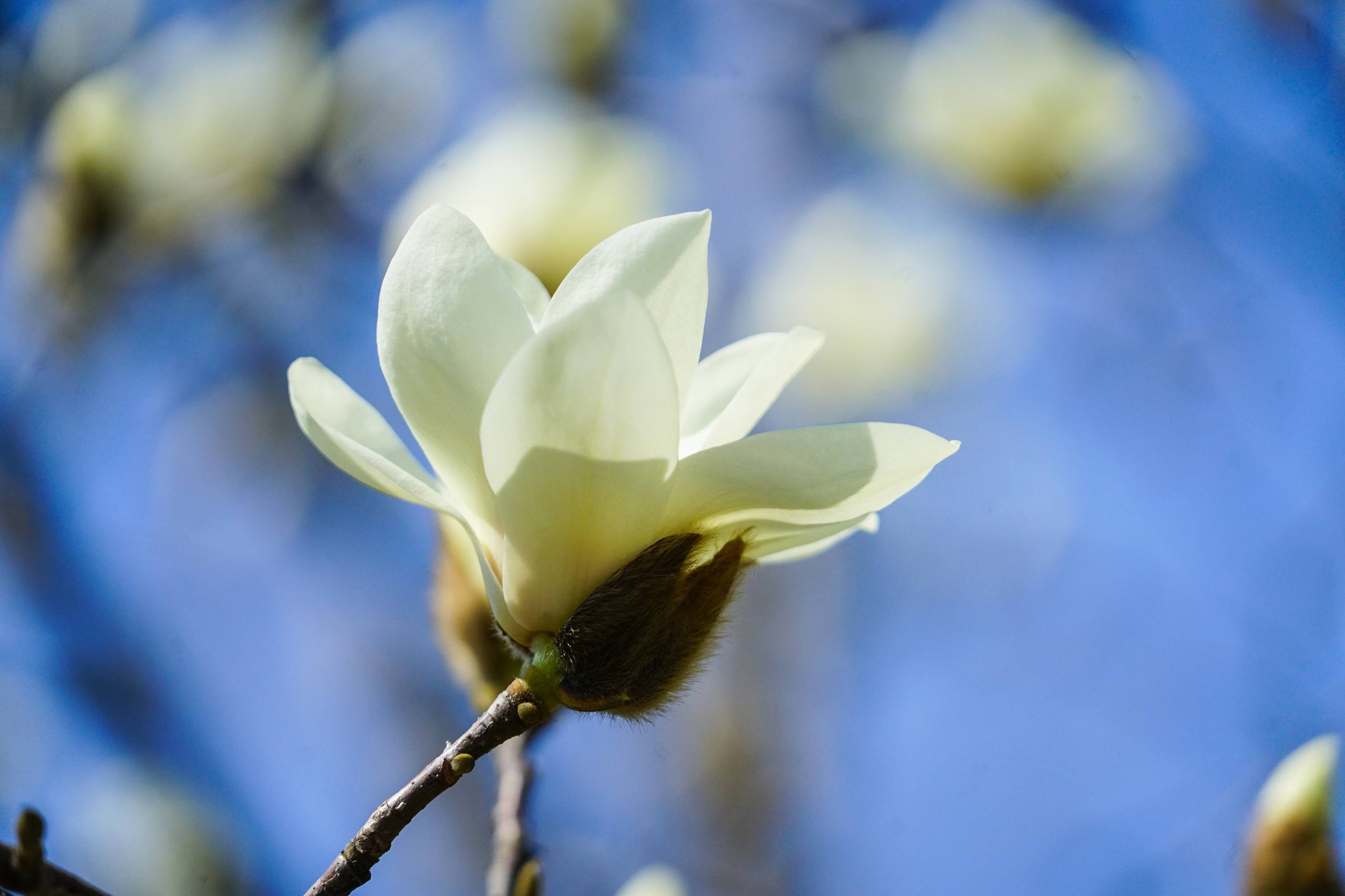 魔法花朵壁纸高清壁纸预览