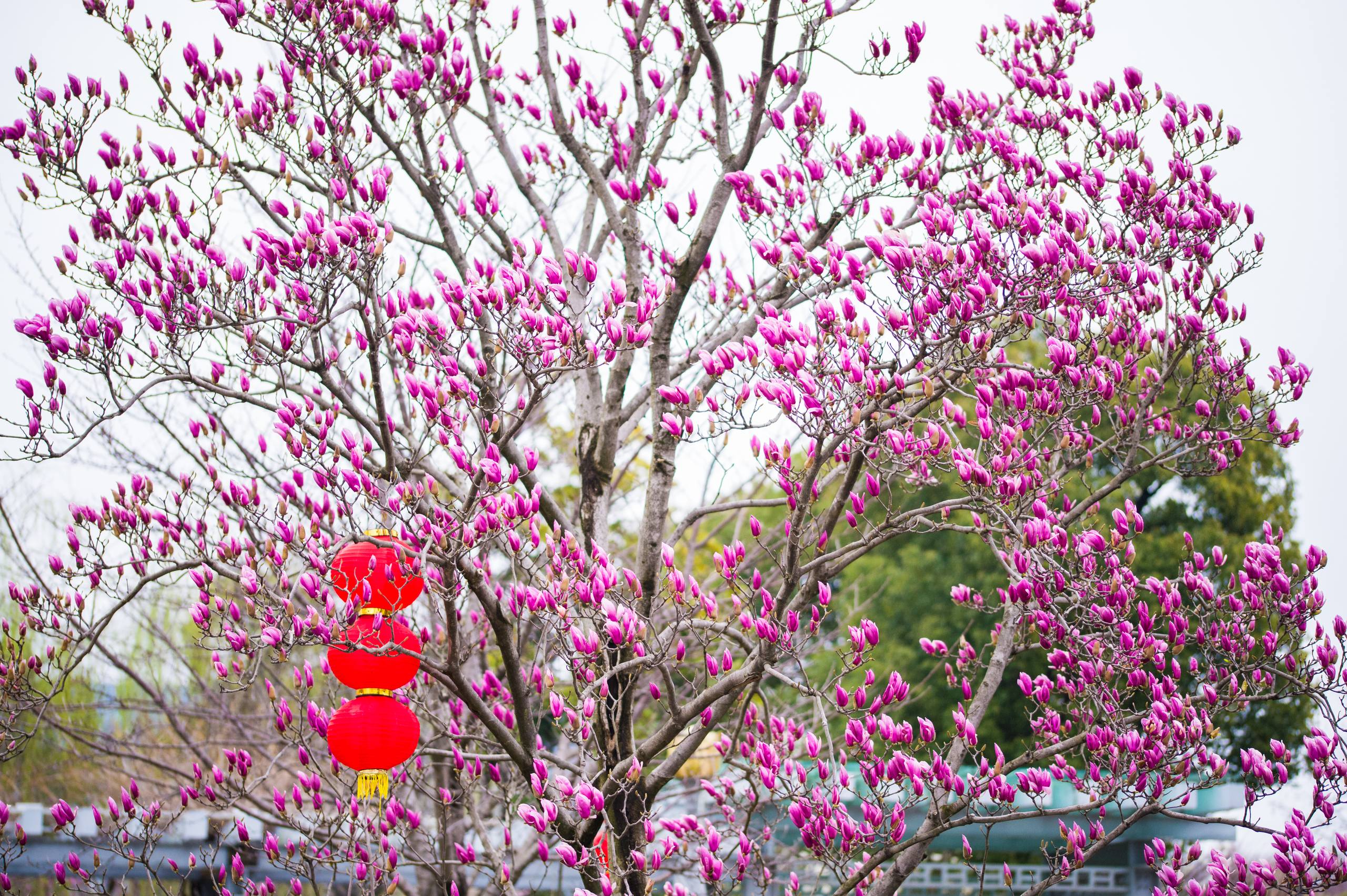 黄绿色花朵壁纸图片唯美壁纸预览