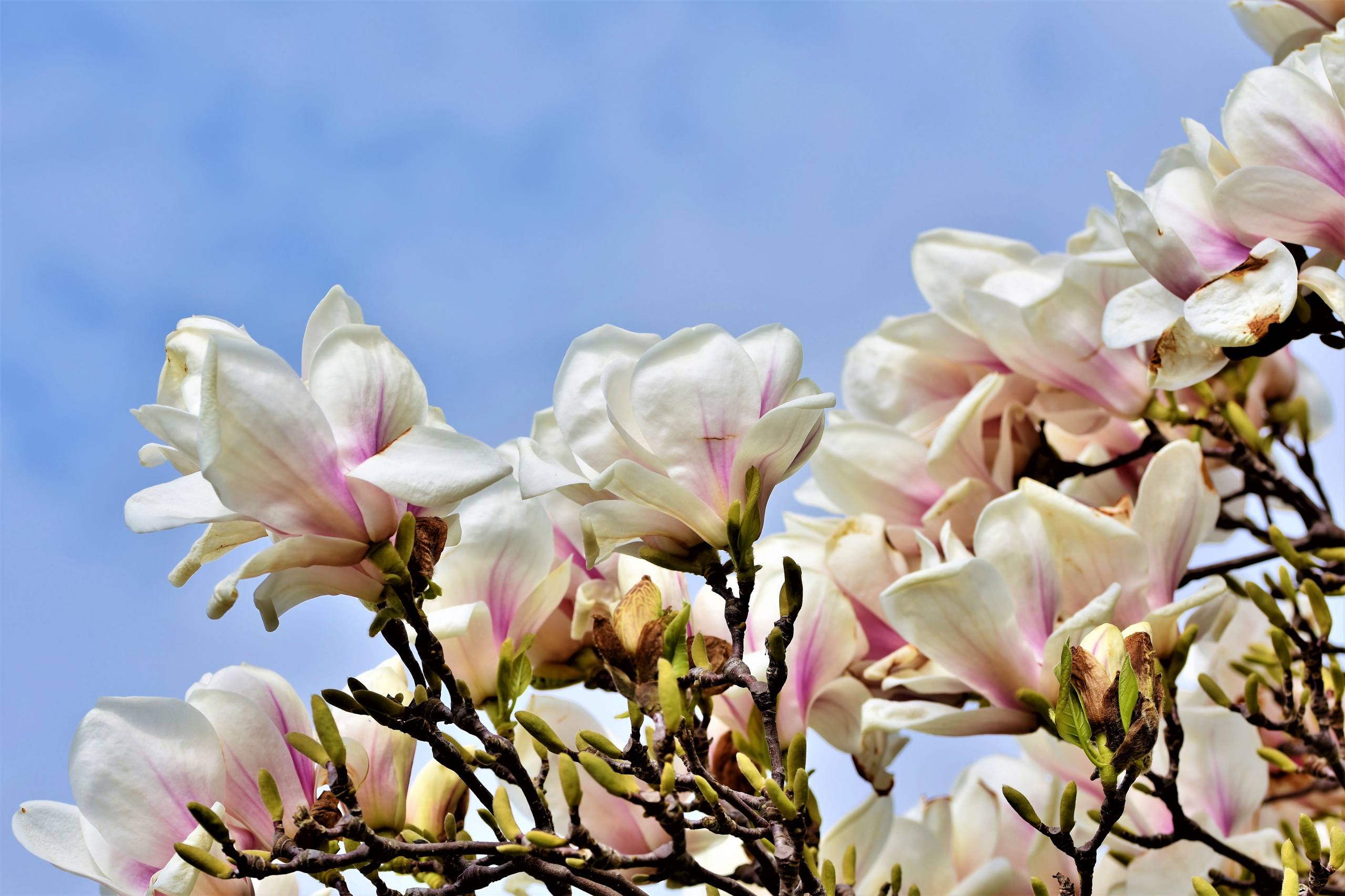 黄色花朵手机壁纸壁纸预览