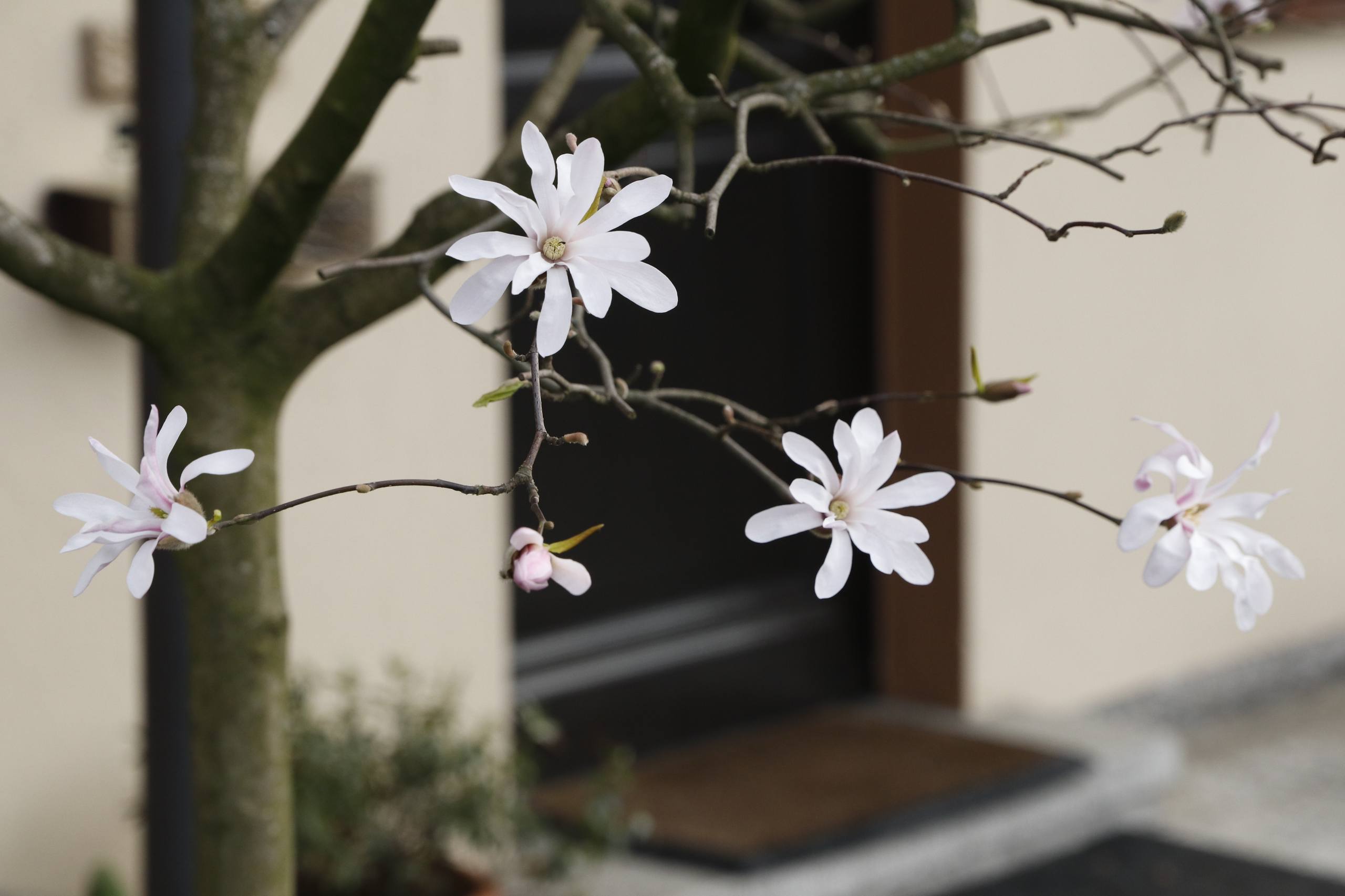 黄花朵壁纸手绘简单可爱壁纸预览