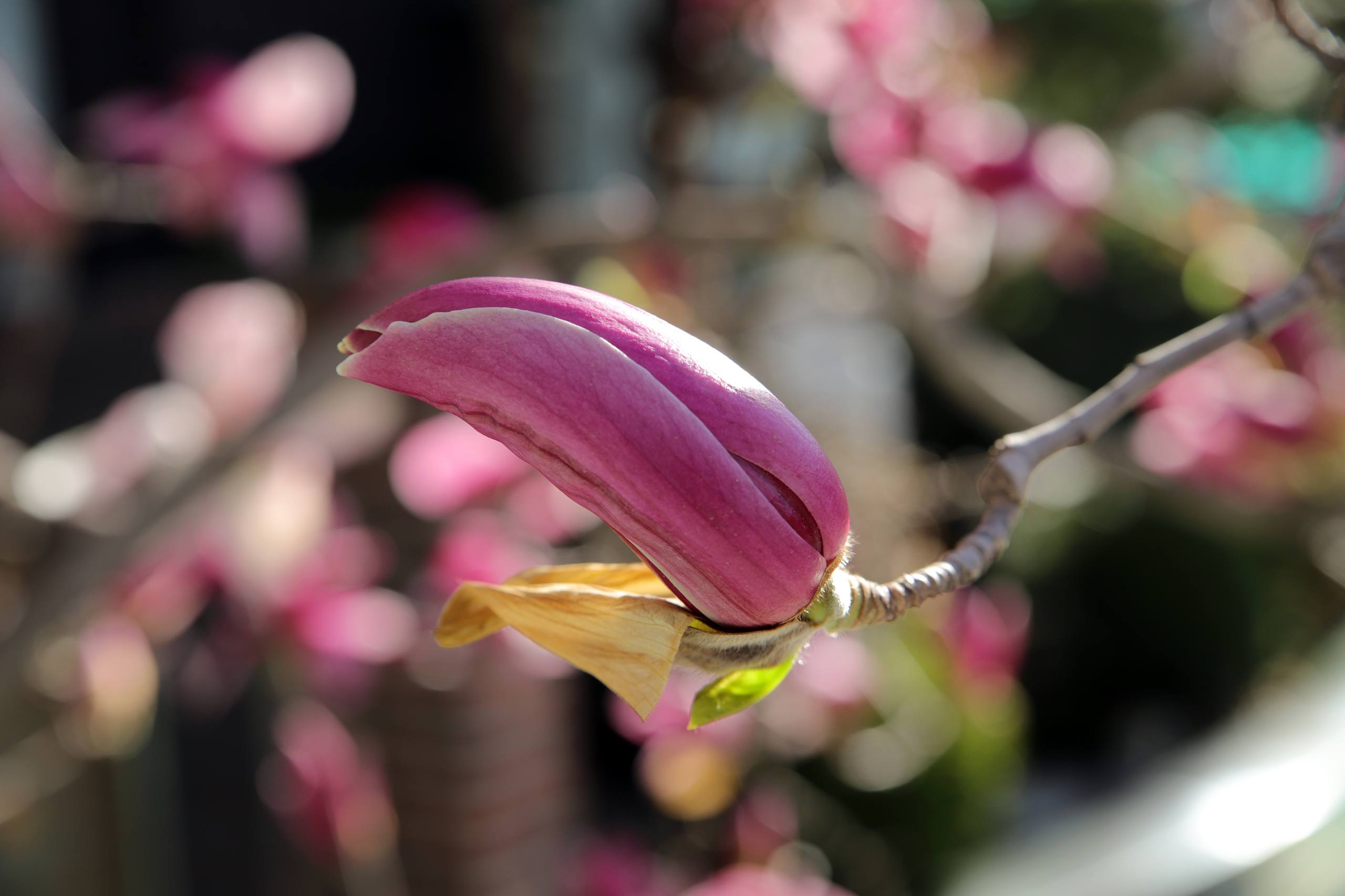 黑底粉彩花朵图片壁纸壁纸预览