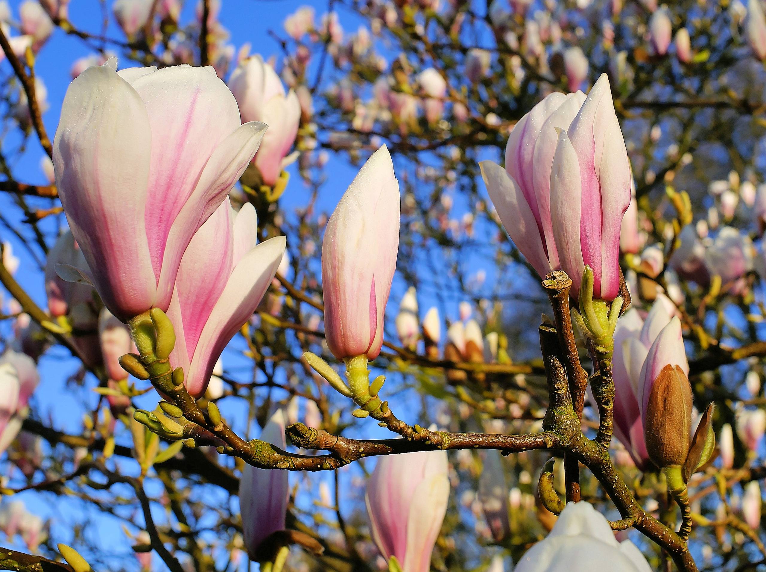 黑白花朵屏幕壁纸壁纸预览