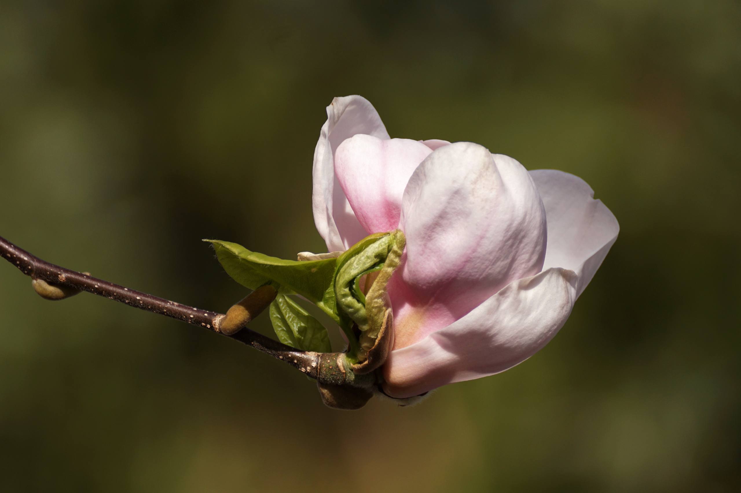 黑白花朵肌理壁纸高清壁纸预览