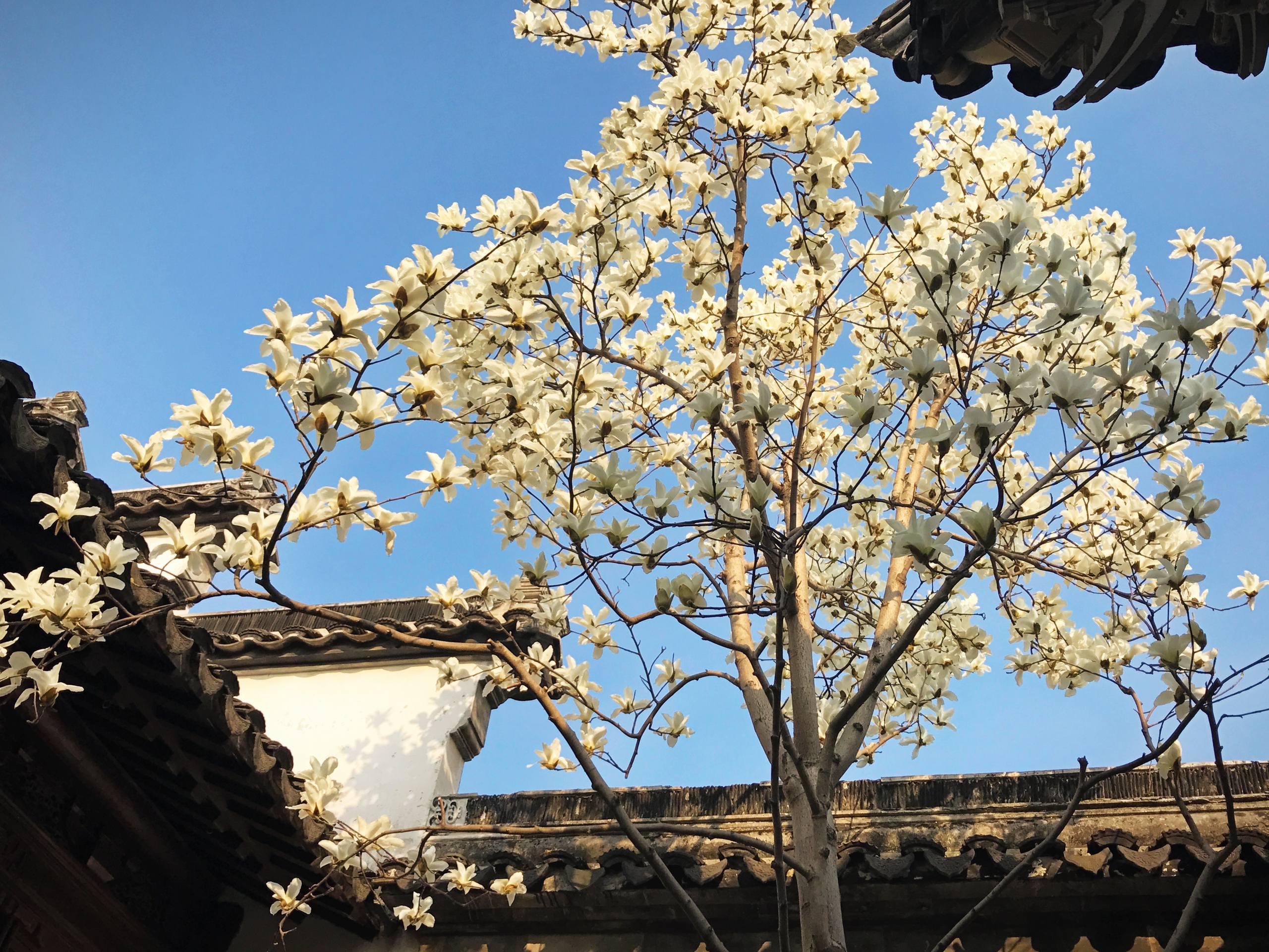 黑白高级花朵壁纸图片壁纸预览