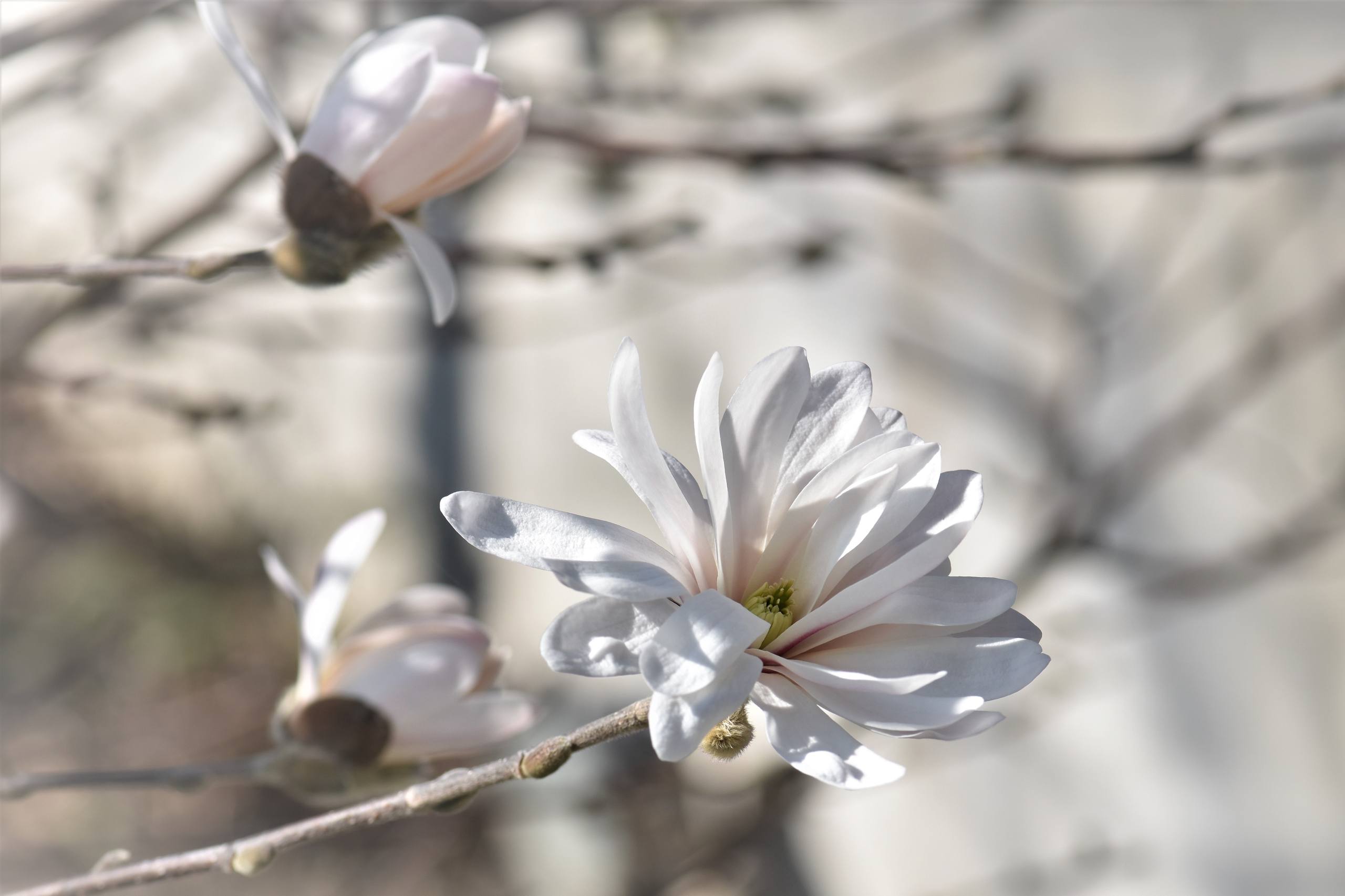 黑色花朵壁纸手机高清图壁纸预览