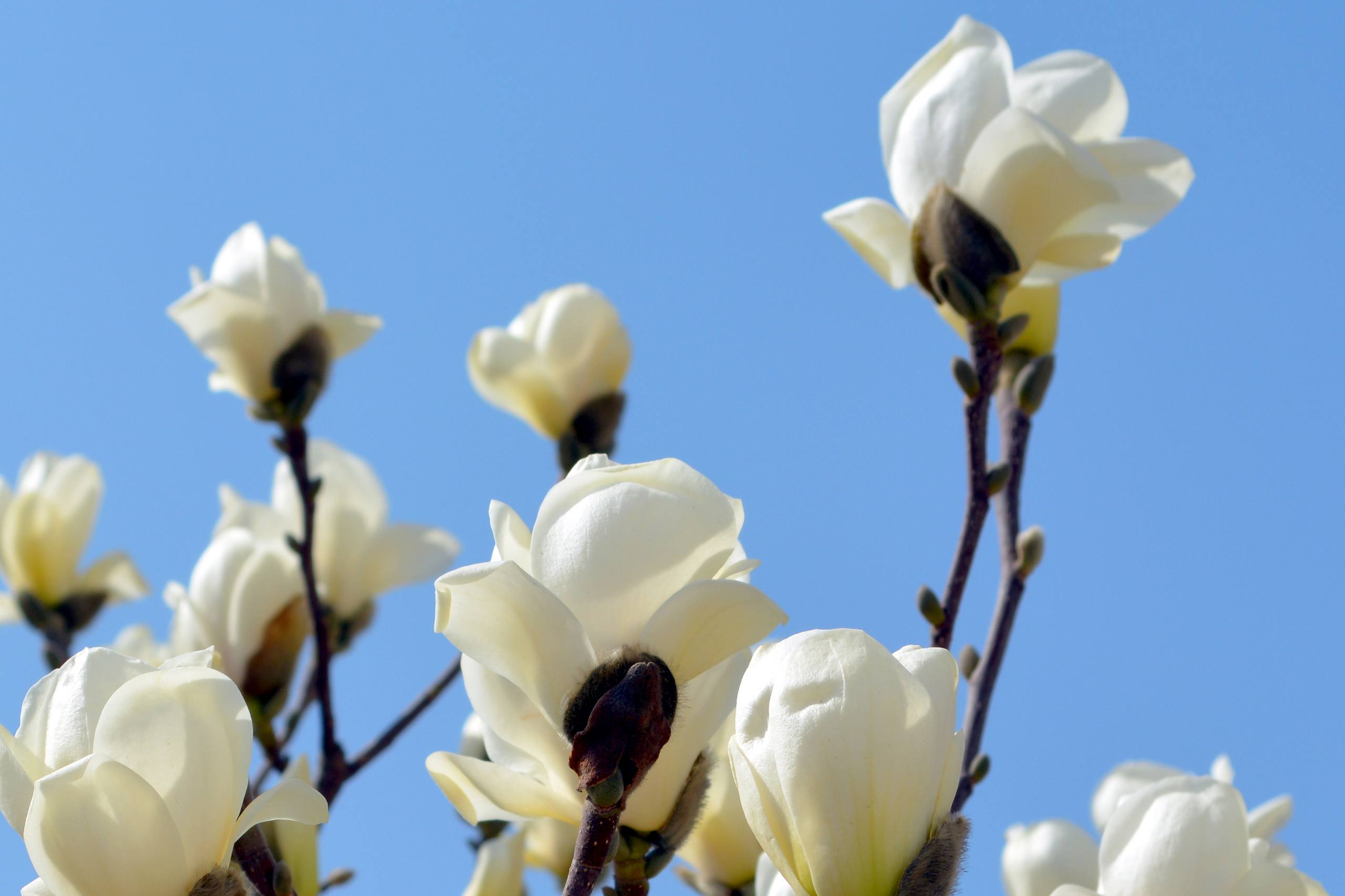 黒白的花朵图片高清壁纸壁纸预览