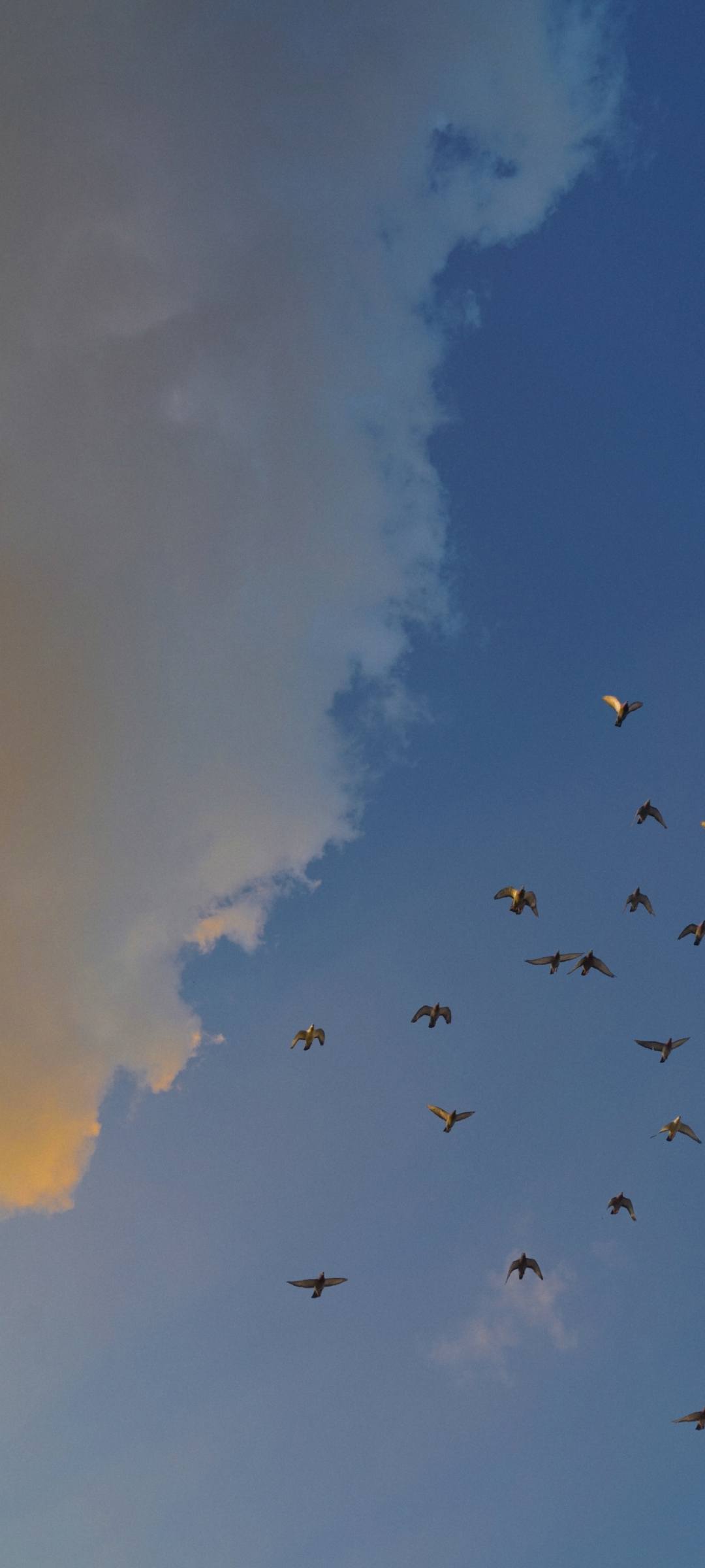 壁纸日落叶子图片动漫女壁纸预览