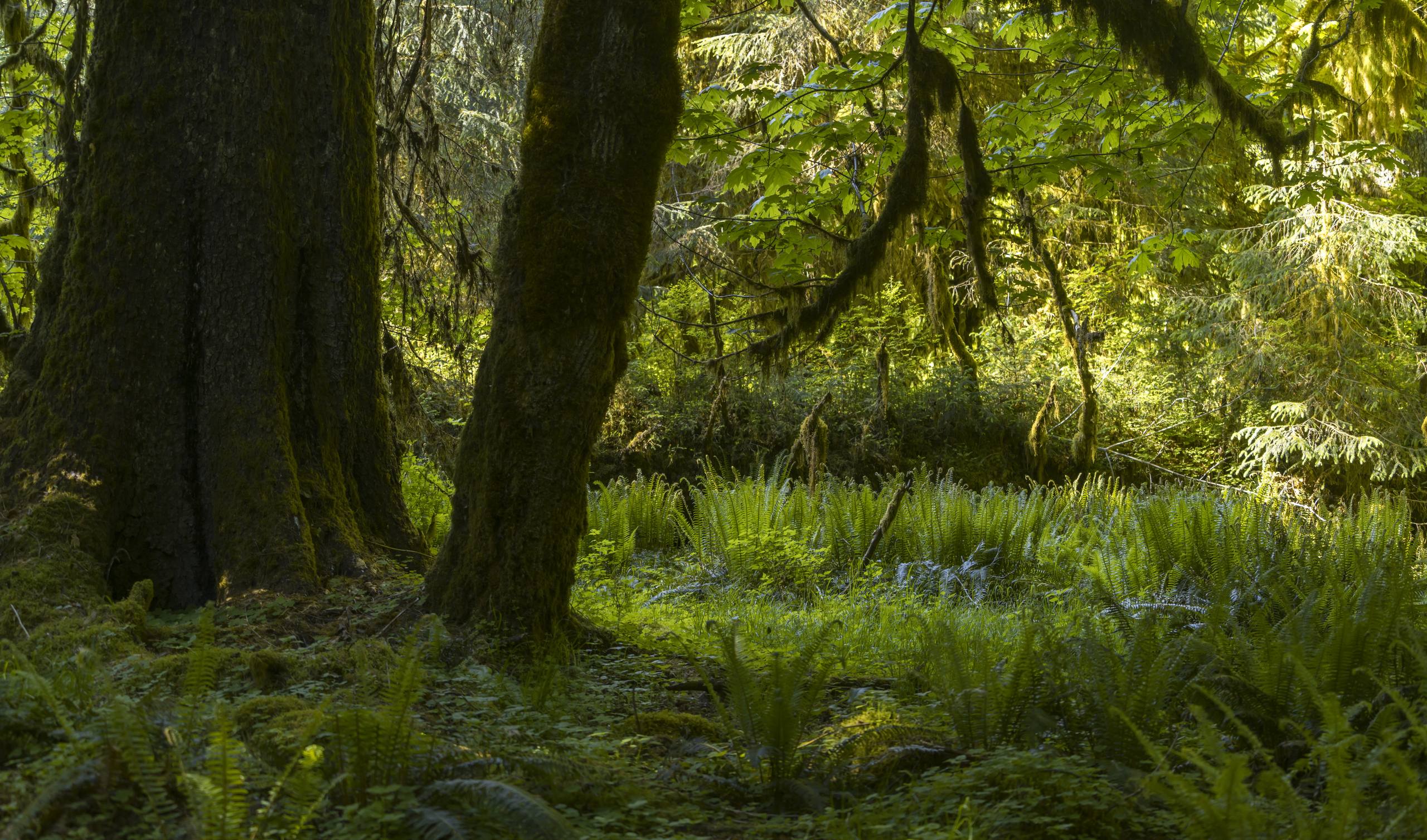 东京物语森林壁纸高清图壁纸预览