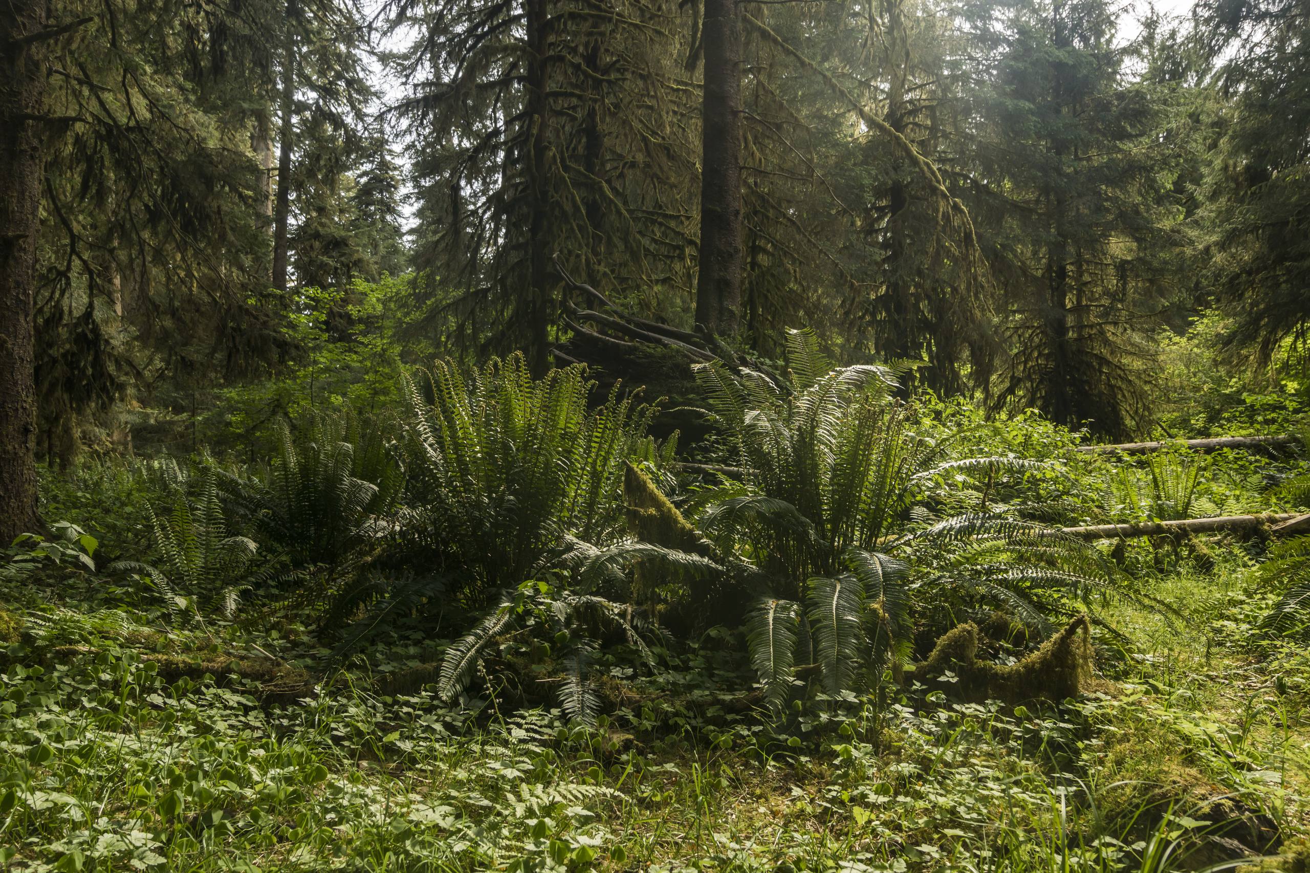 壁纸森林溪水图片可爱壁纸预览