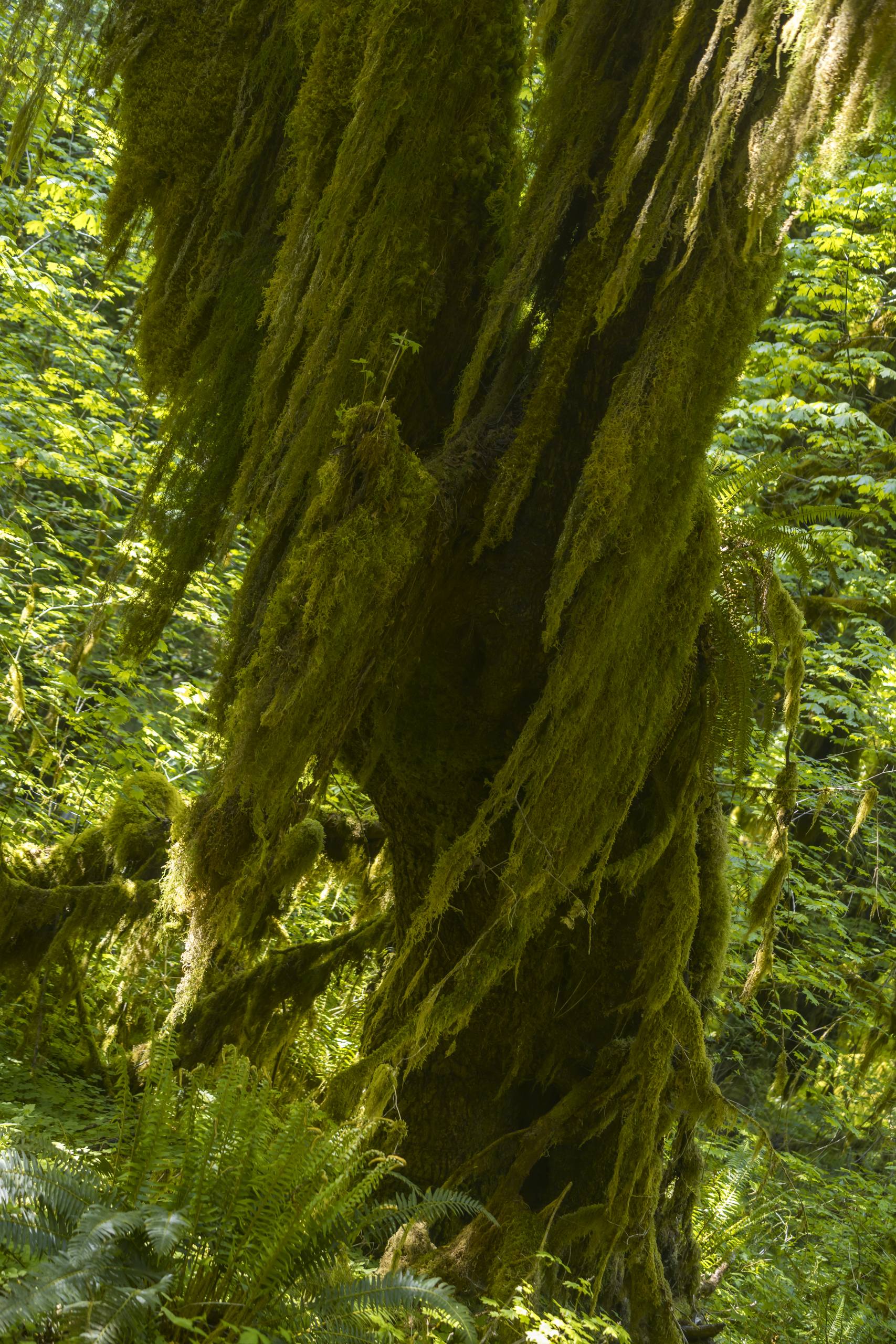 梦幻森林小屋壁纸壁纸预览