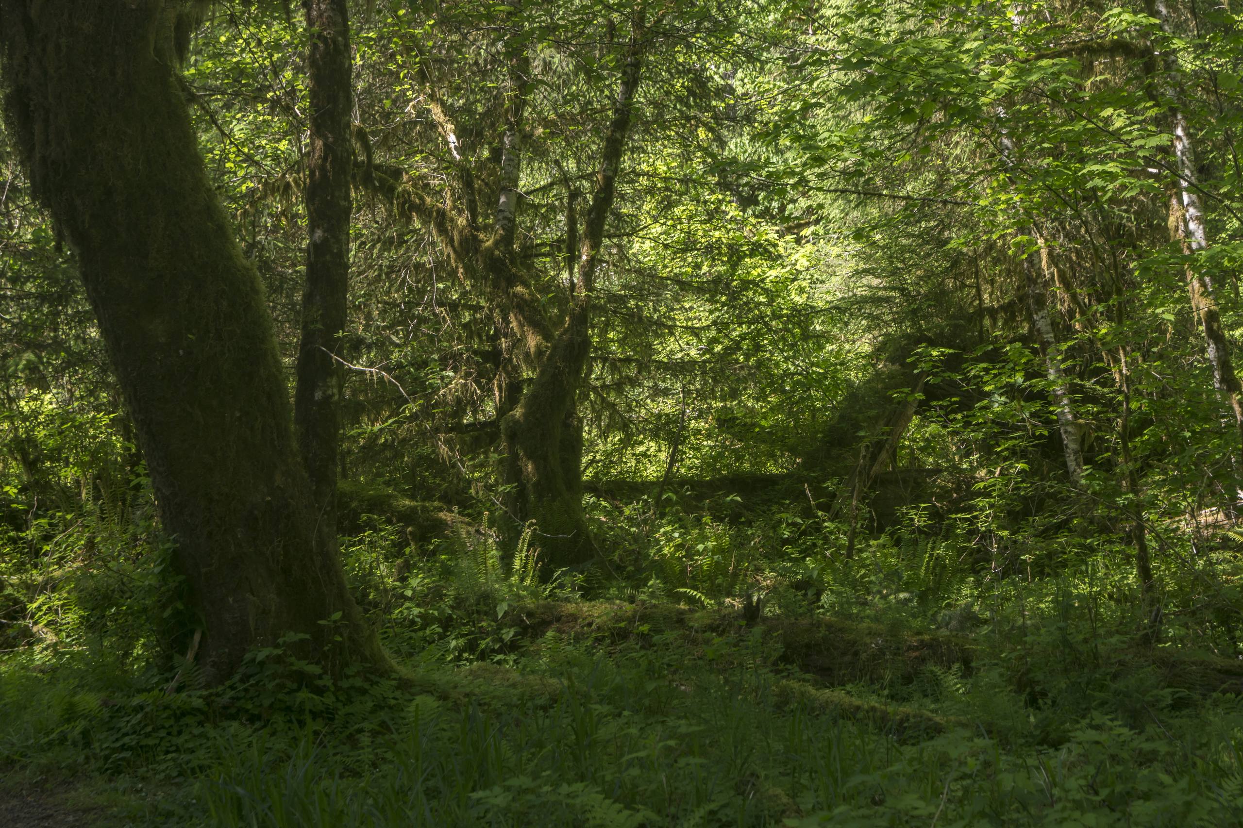 梦幻森林紫色小屋壁纸壁纸预览