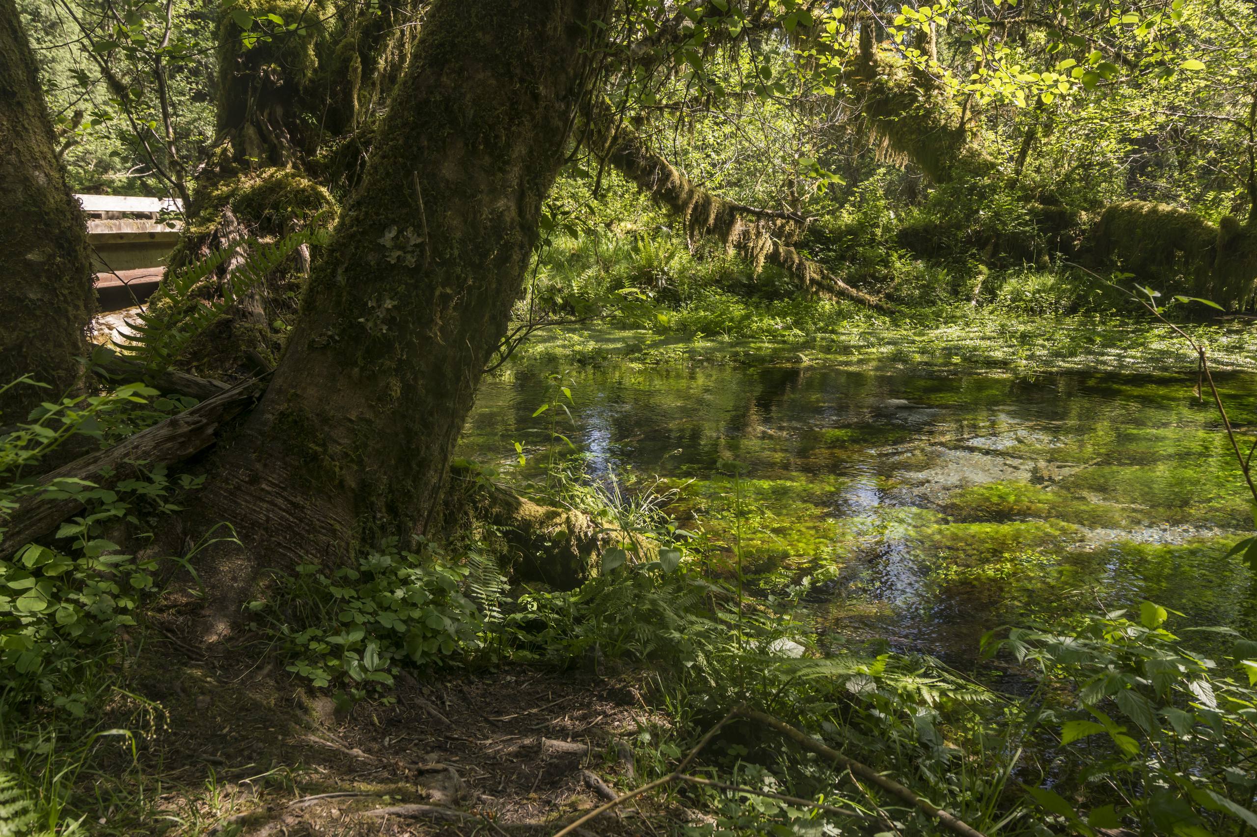 梦幻童话森林壁纸壁纸预览