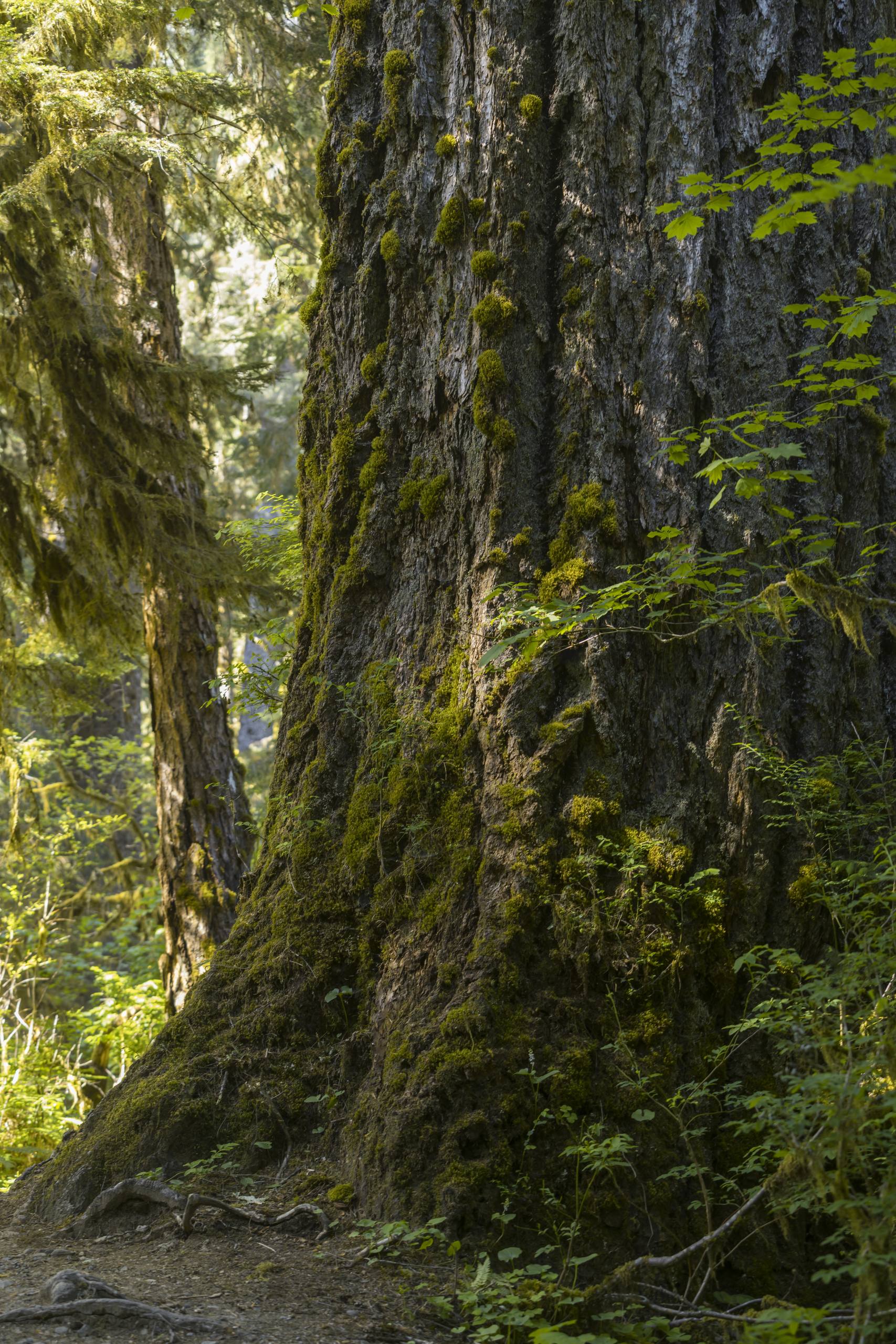 森林壁纸动态速写素材壁纸预览