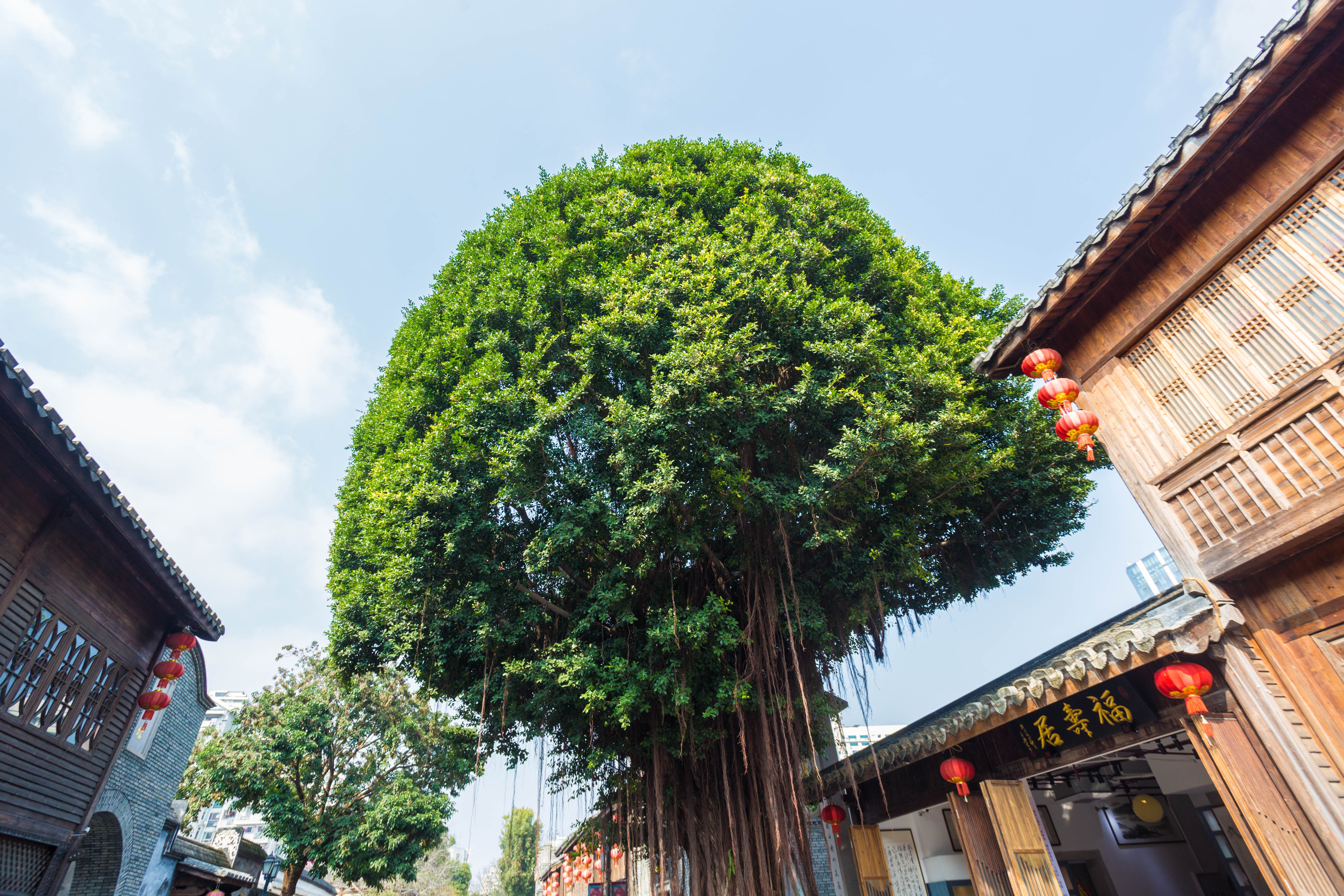 森林风景壁纸高清无水印壁纸预览
