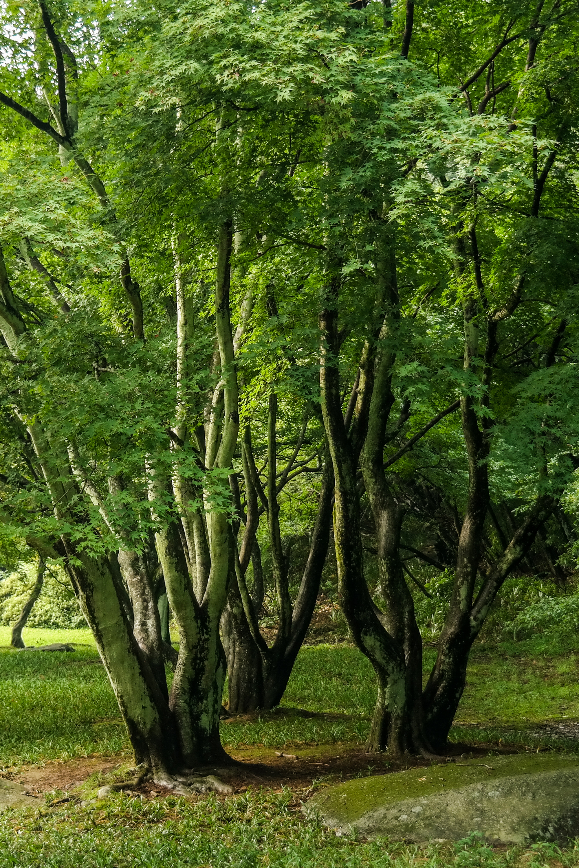 森林高清壁纸风景治愈壁纸预览