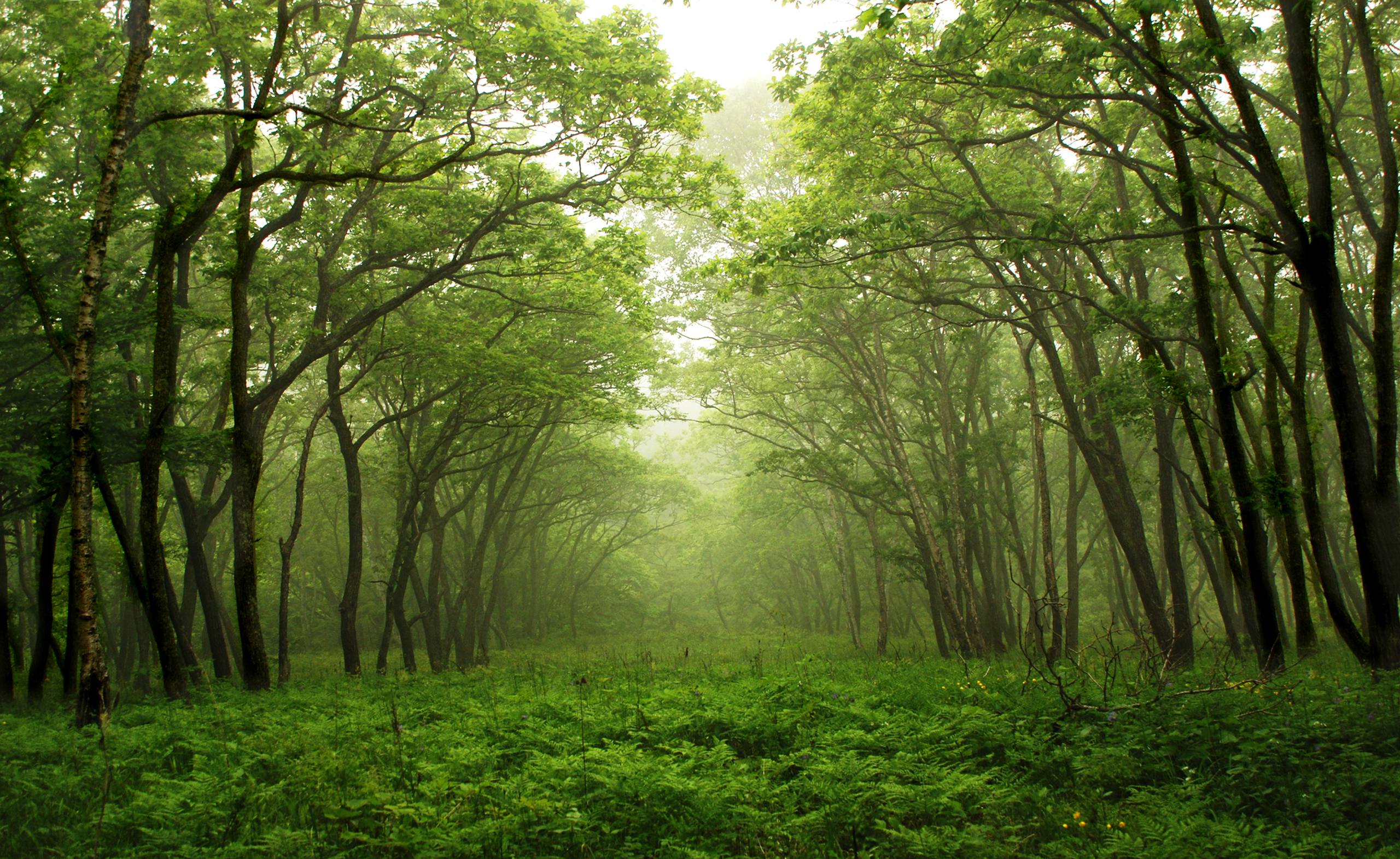 绝美雨天森林壁纸高清壁纸预览