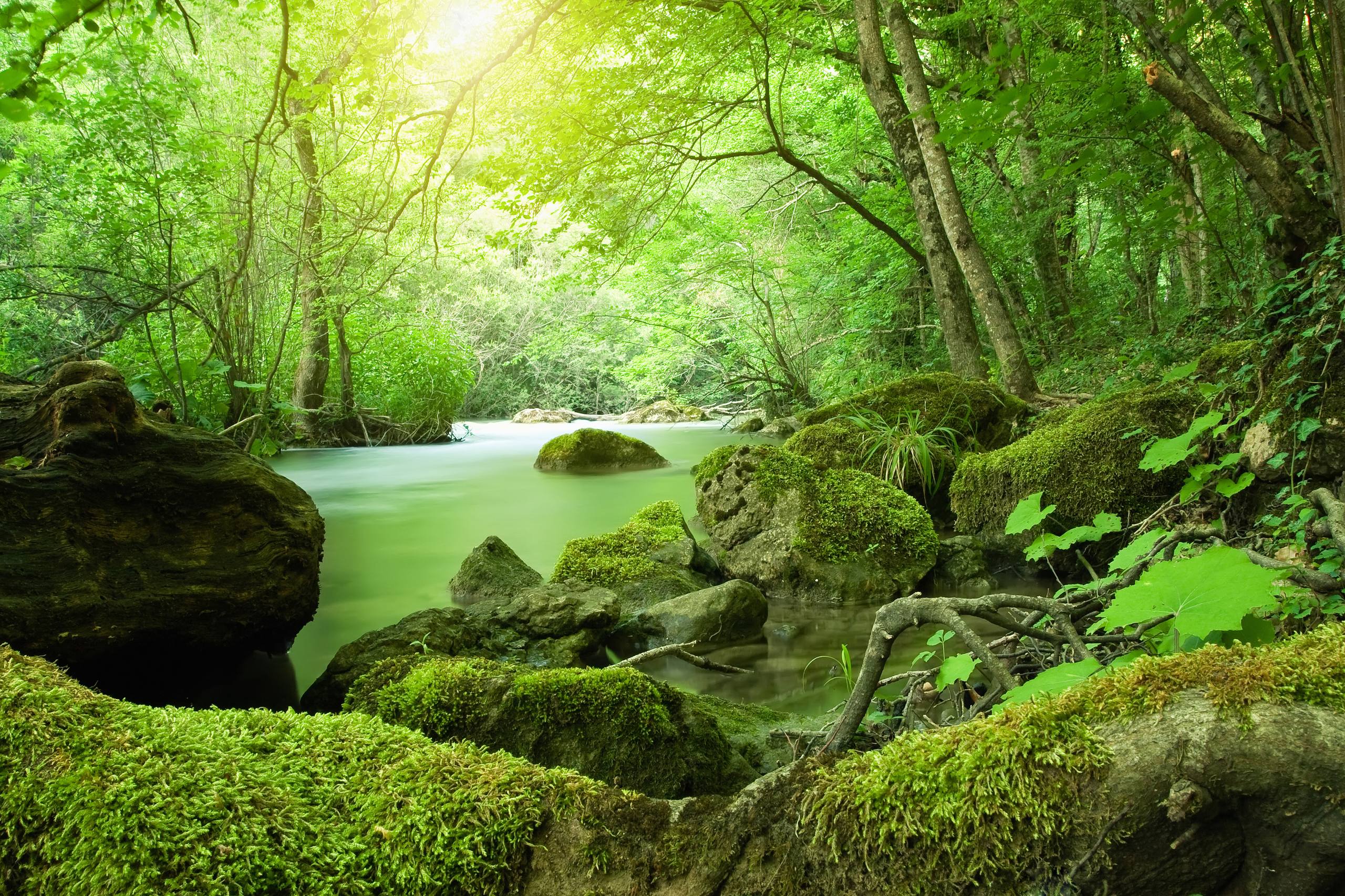 苹果景深森林壁纸壁纸预览