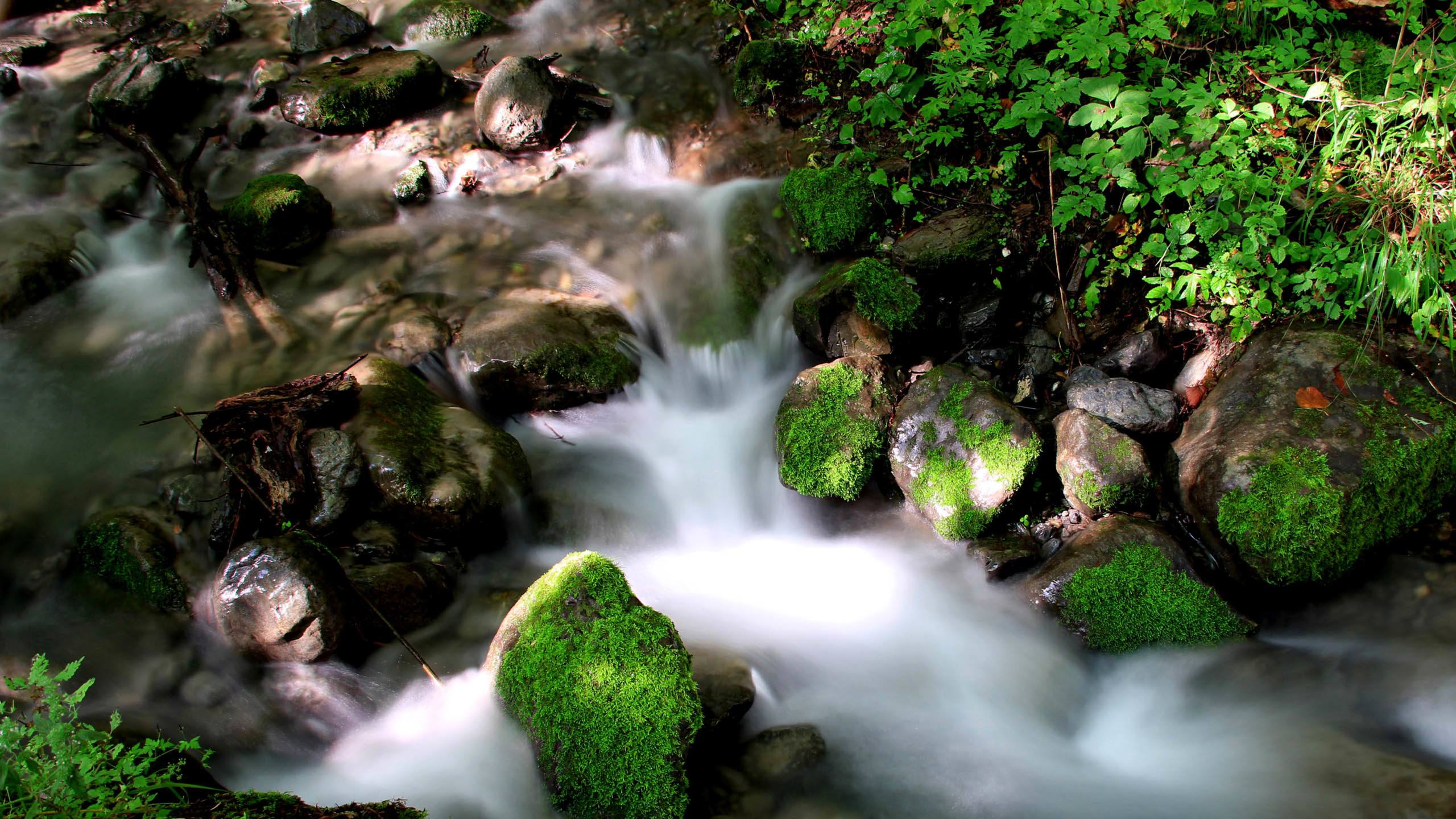 壁纸高清风景山水银杏树壁纸预览