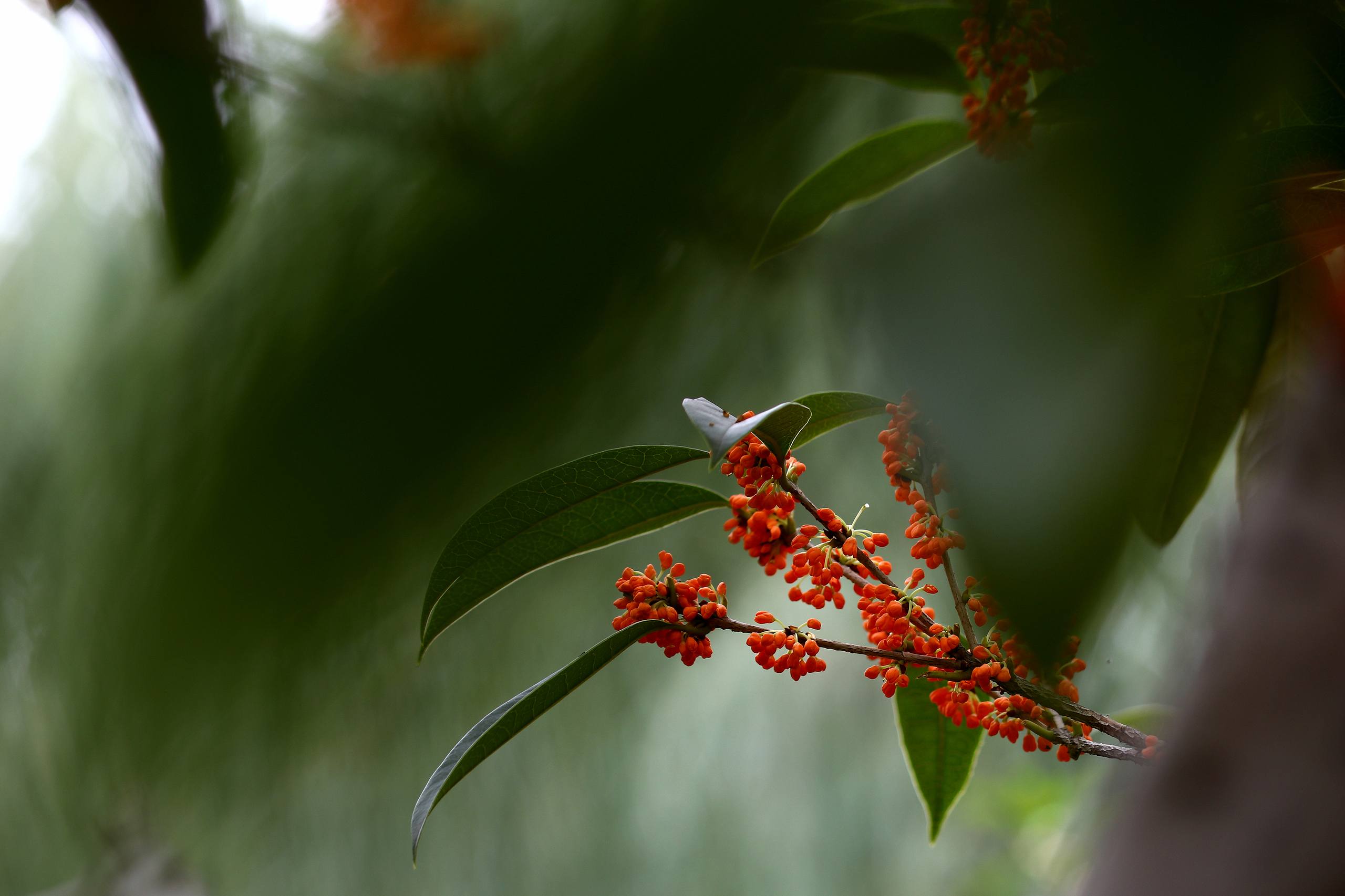 4k超清壁纸绿色树木壁纸预览