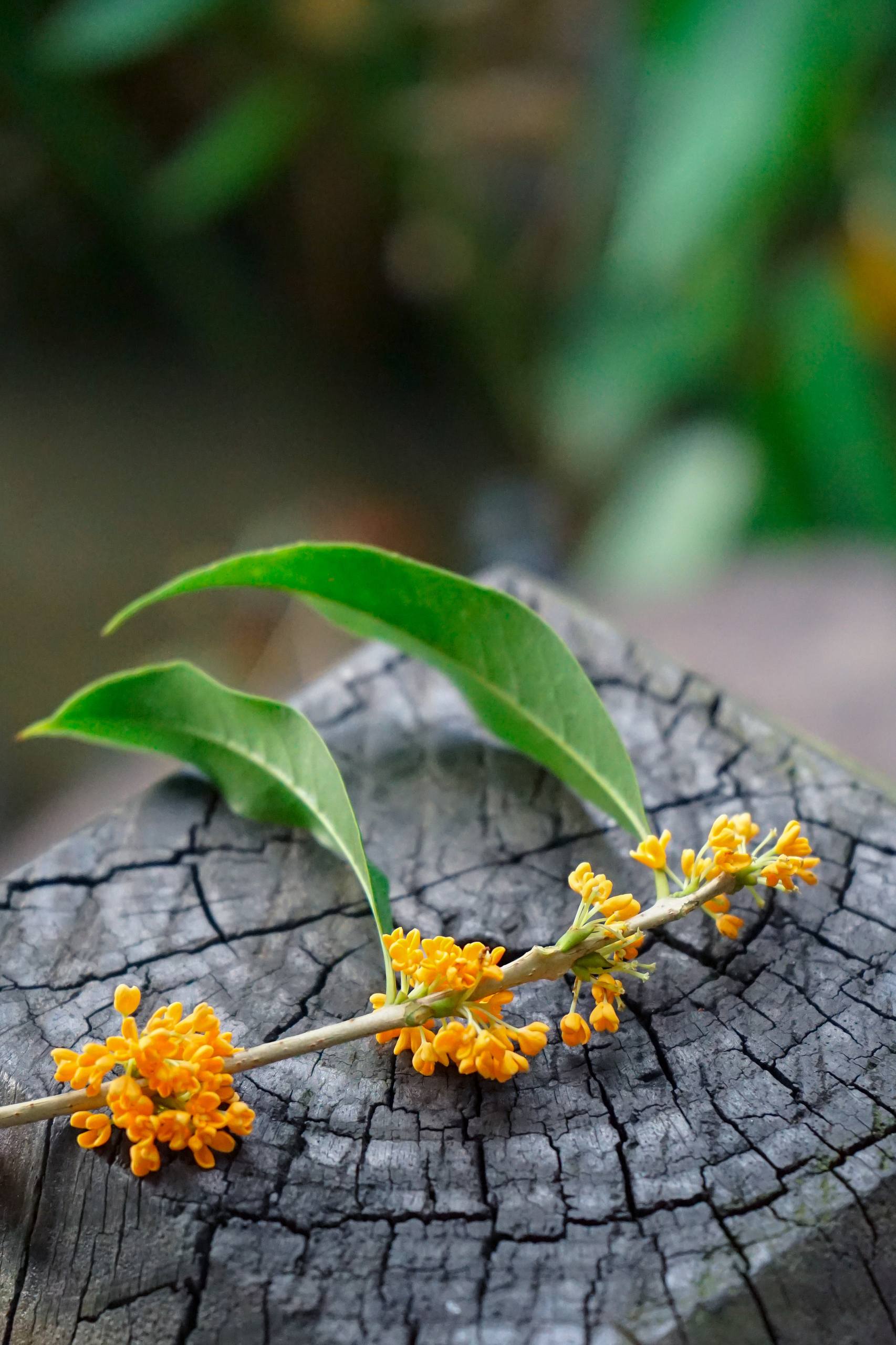 iphone4树木壁纸壁纸预览