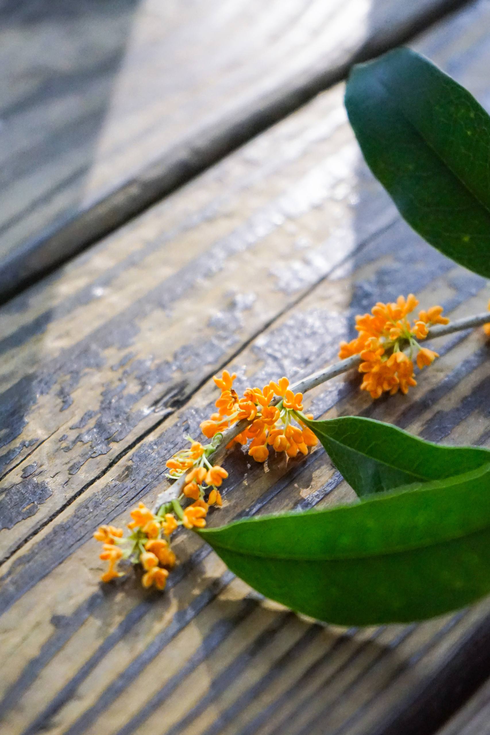 光影树木壁纸高清竖屏壁纸预览