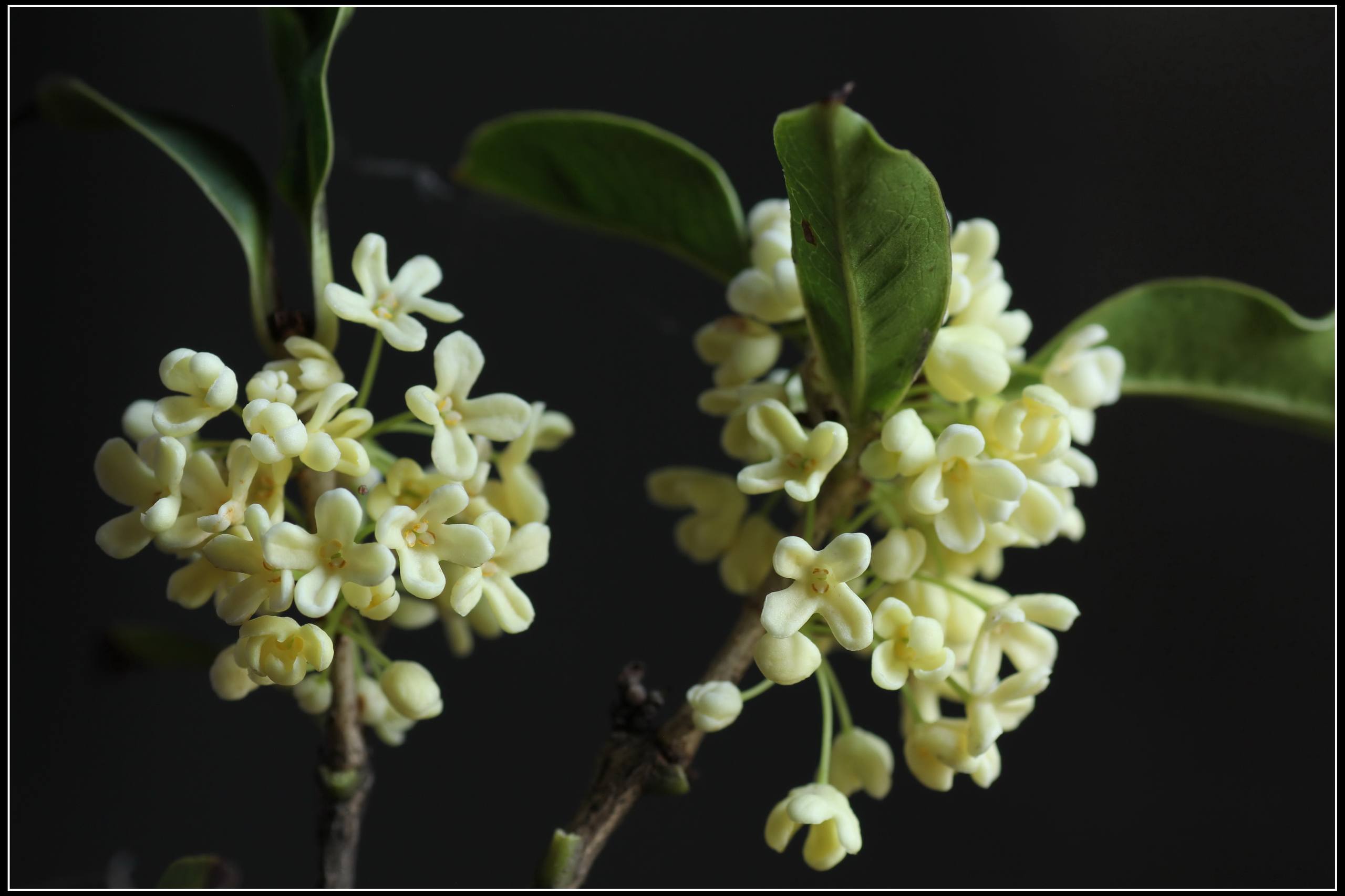 农村树木田图片高清壁纸壁纸预览