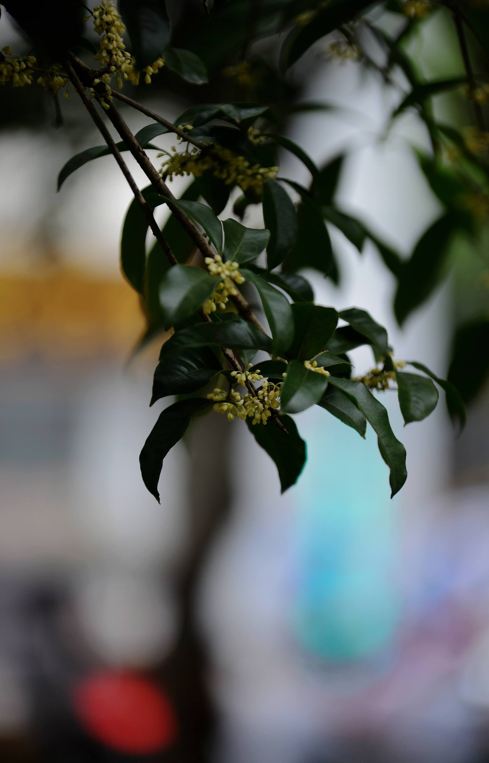 动态树木壁纸图文图片素材壁纸预览