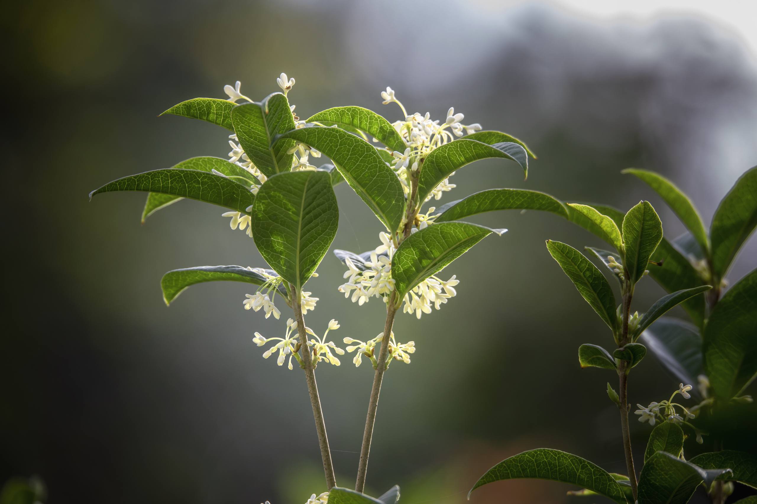 动漫通天树木图片壁纸壁纸预览