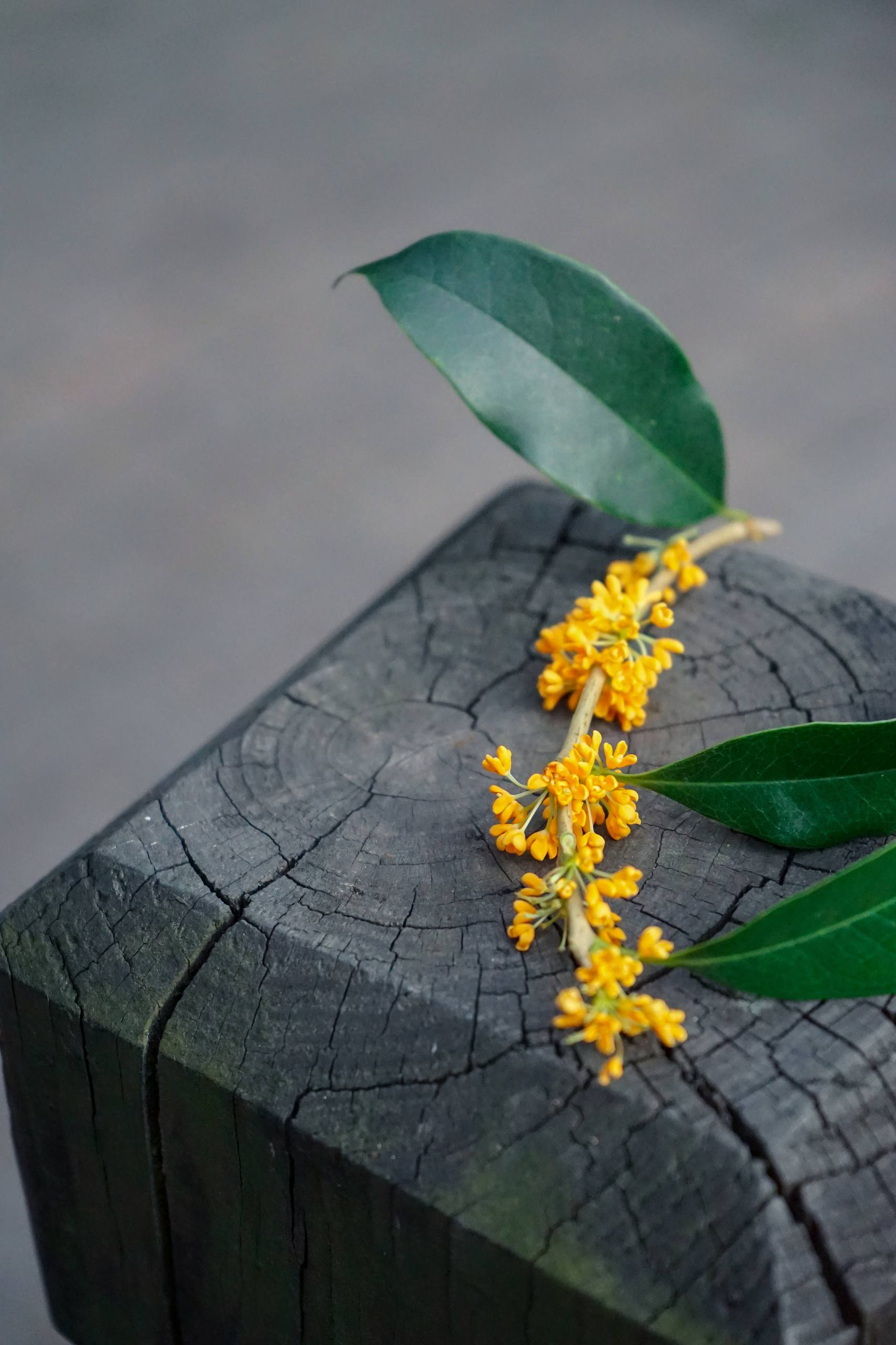 北欧树木壁纸高清大图壁纸预览