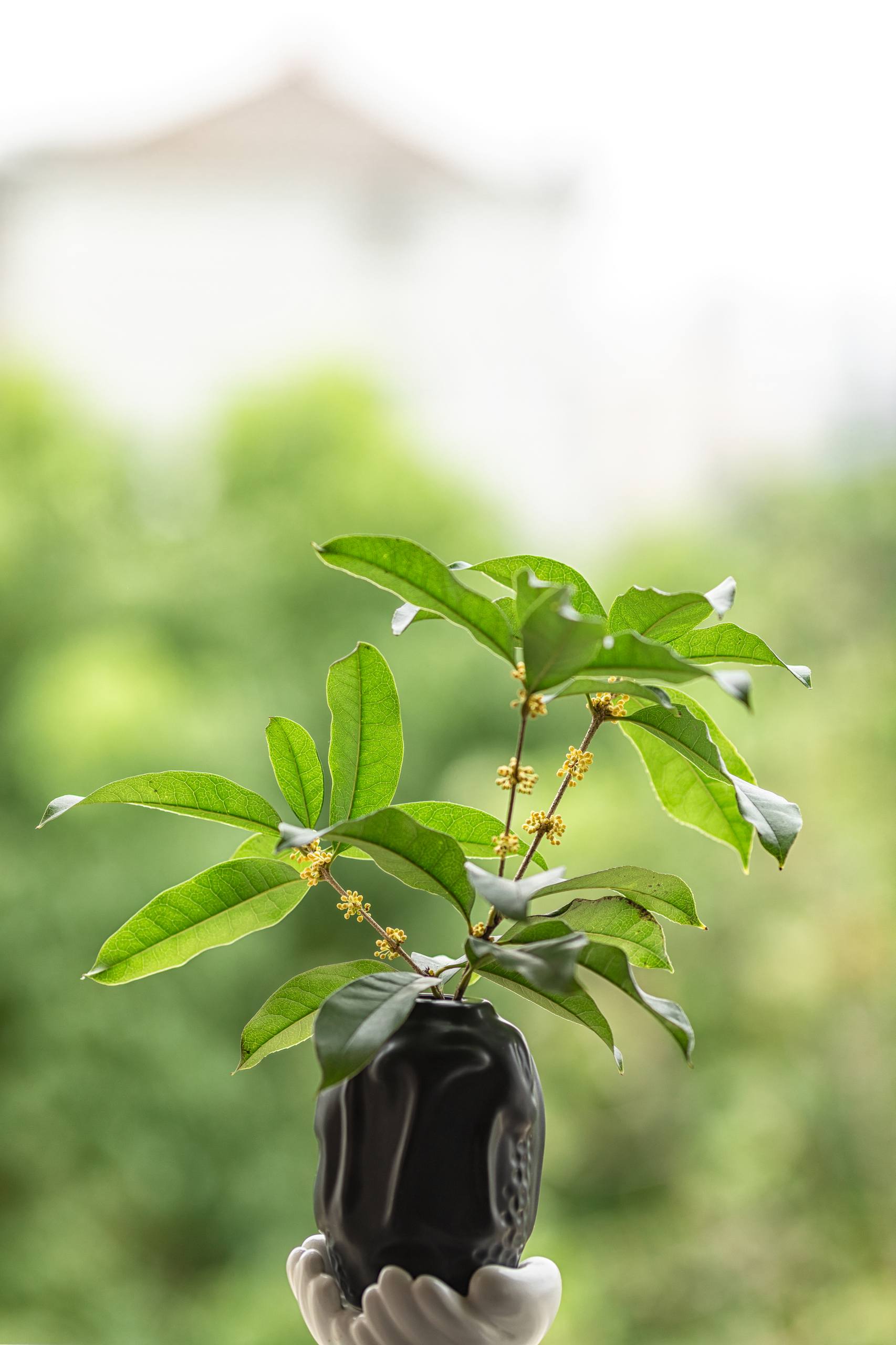 古风树木动态壁纸男生壁纸预览