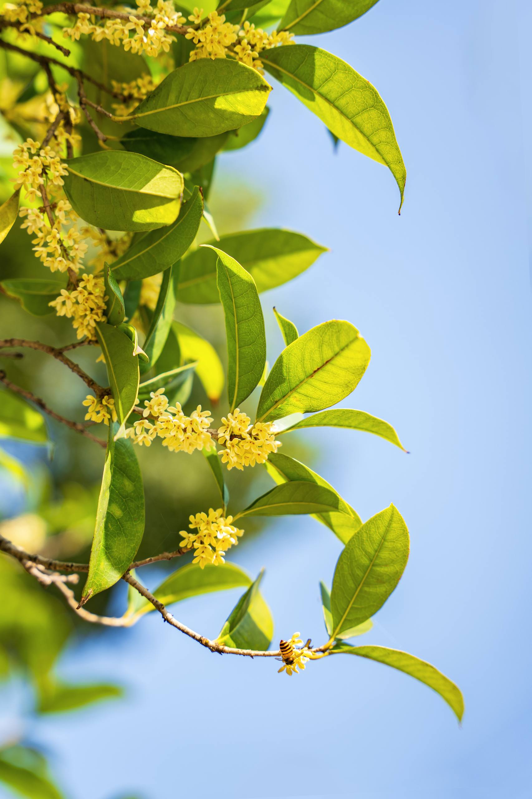 吉祥树木壁纸壁纸预览