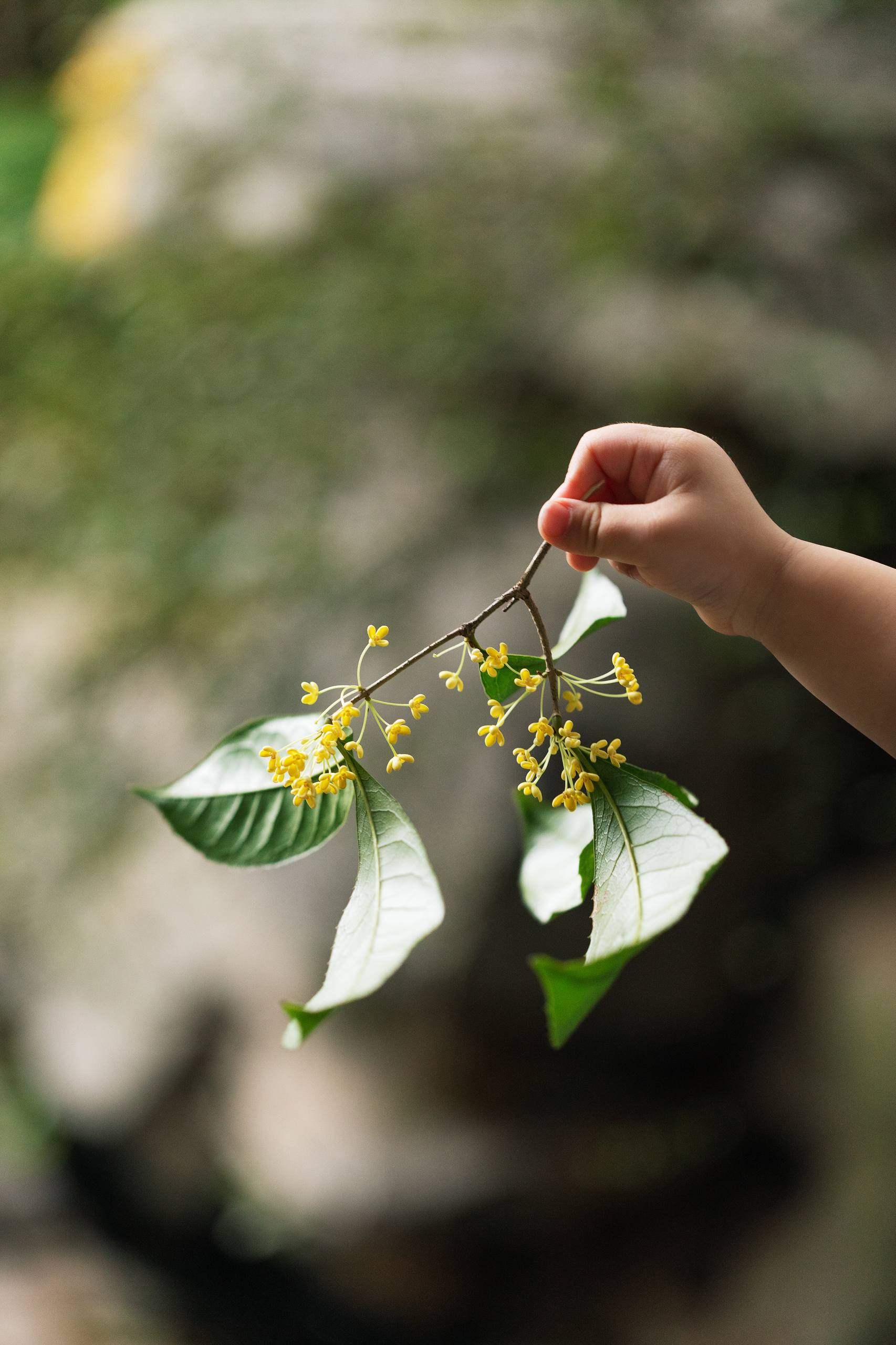 国风树木动态壁纸图片壁纸预览