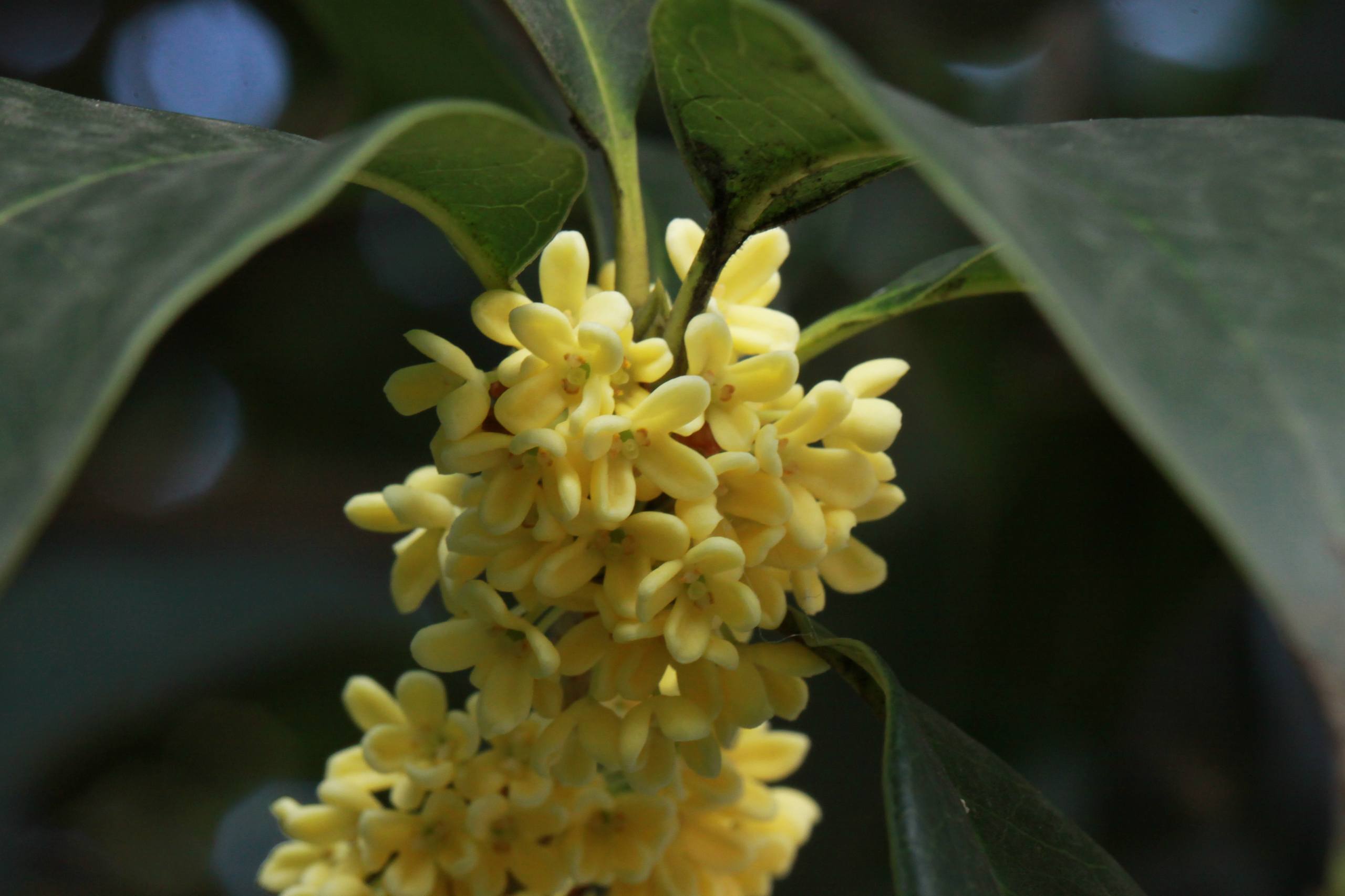 壁纸ins高级干净树木植物壁纸预览