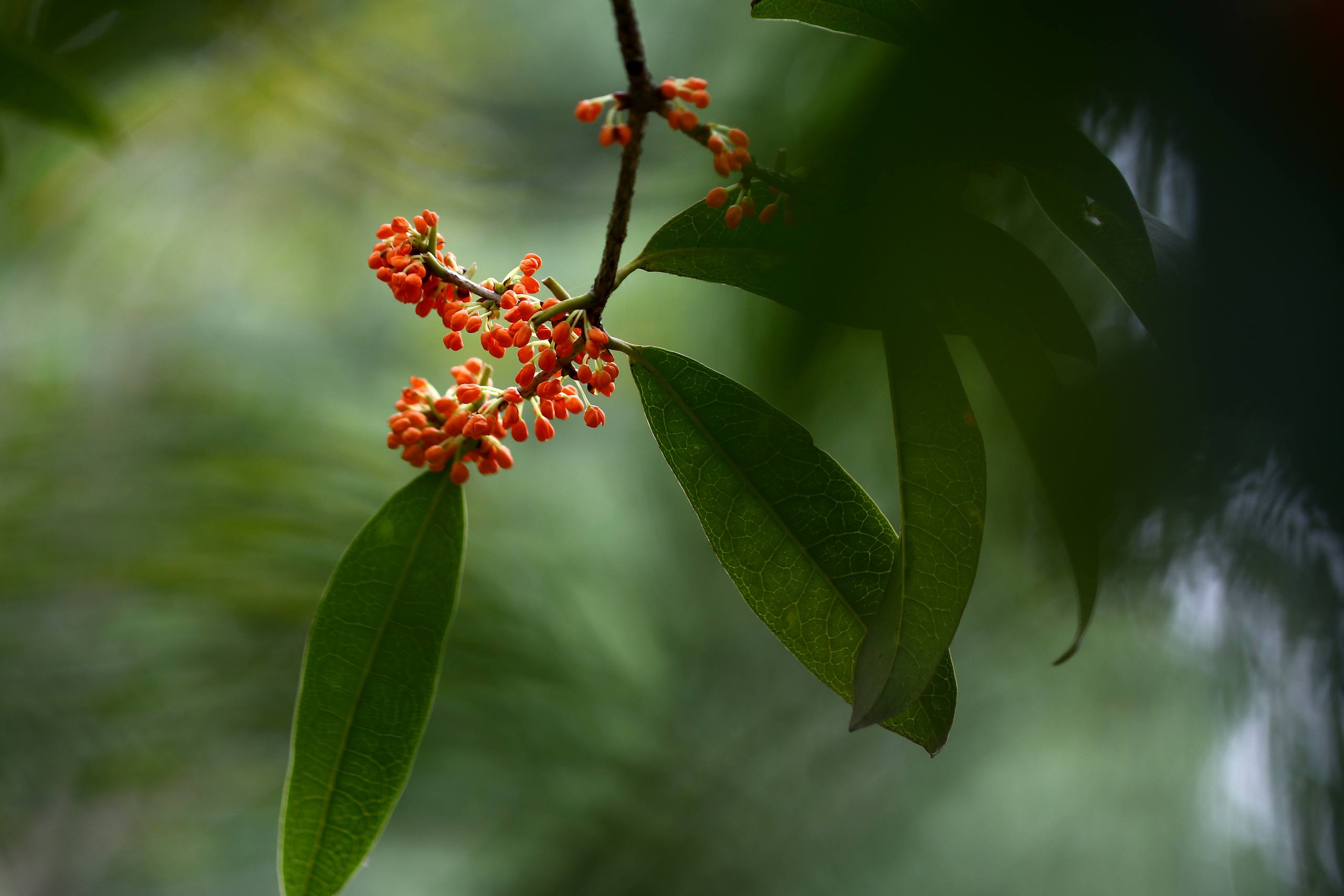 壁纸树木画壁纸预览