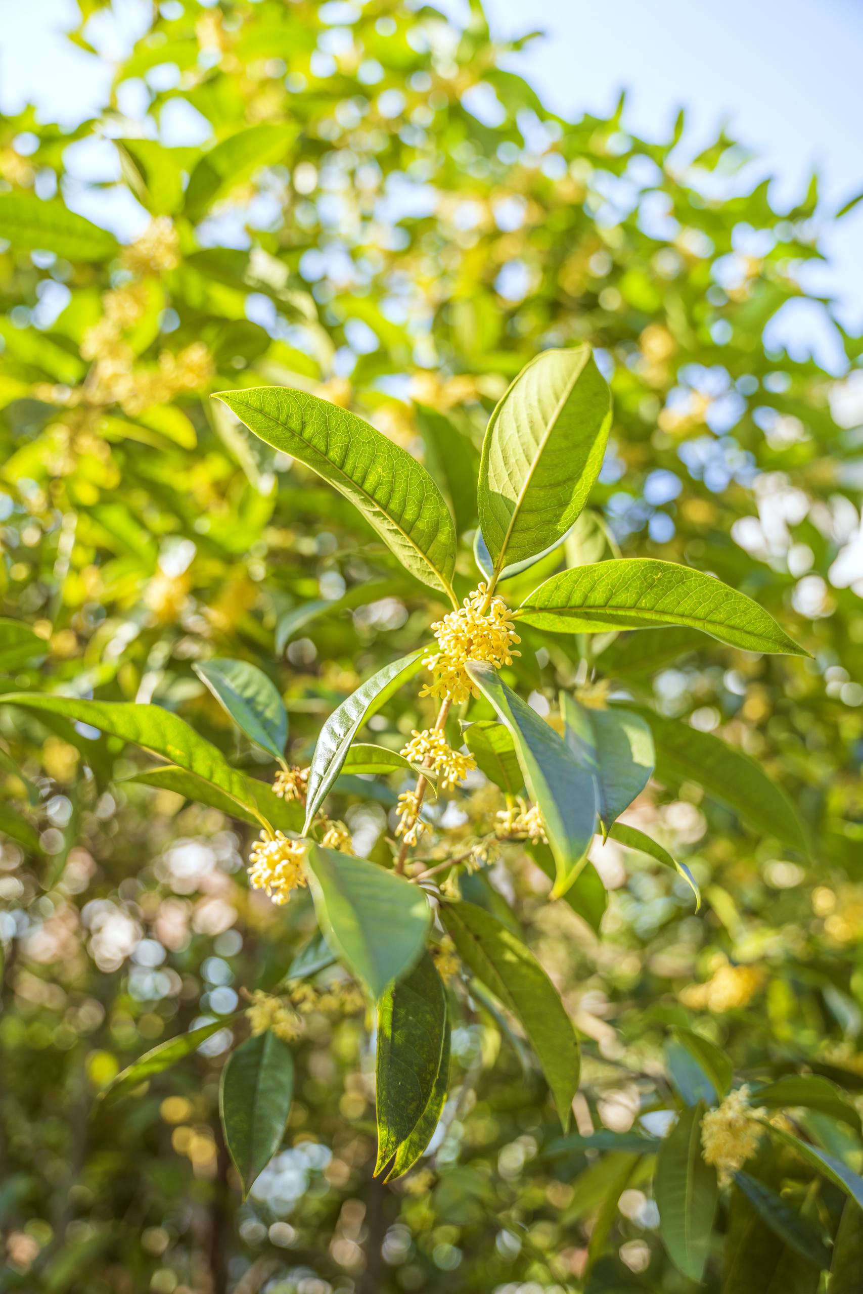 壁纸树木风景超清全面屏壁纸预览