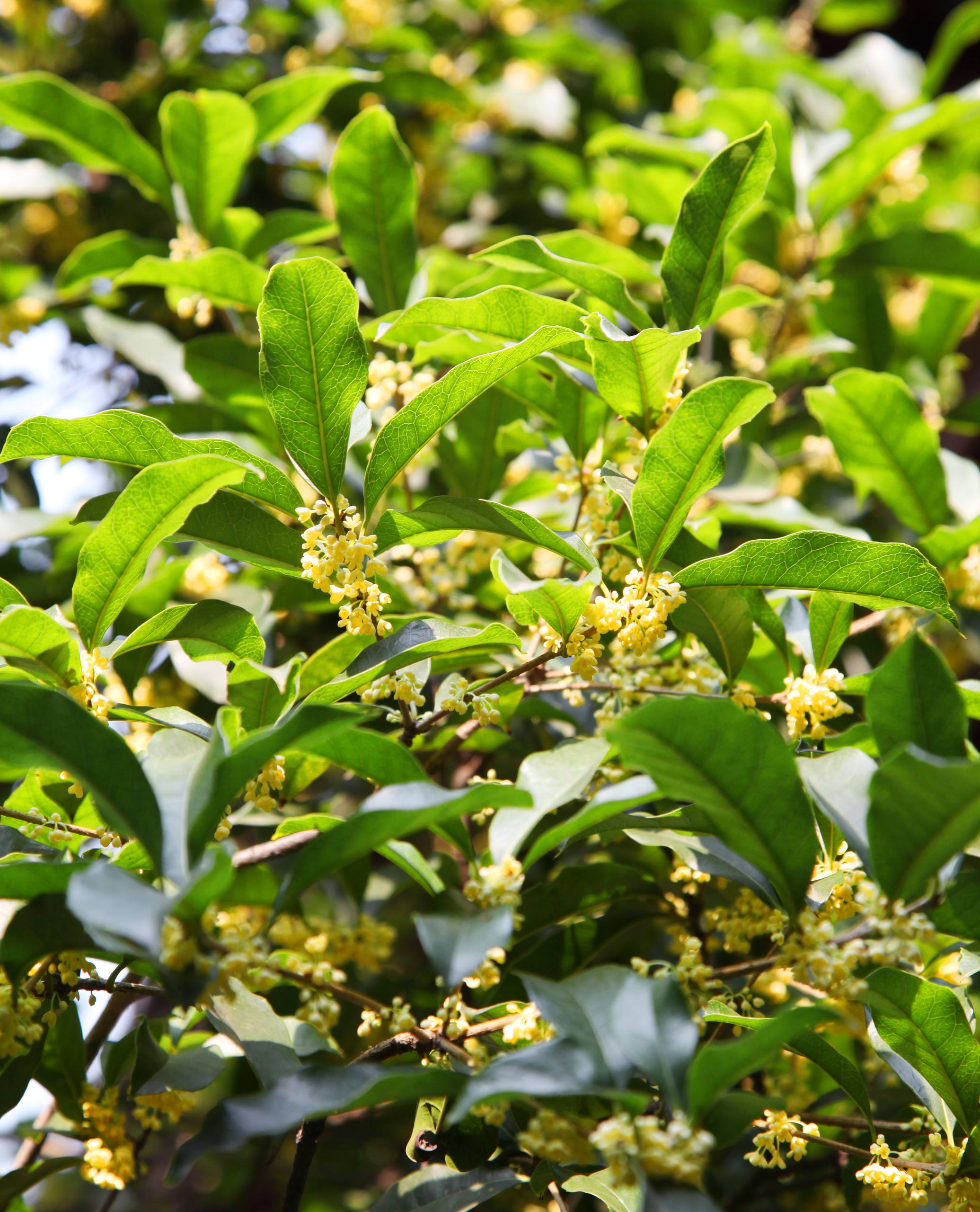 壁纸绿色树木女孩头像壁纸预览