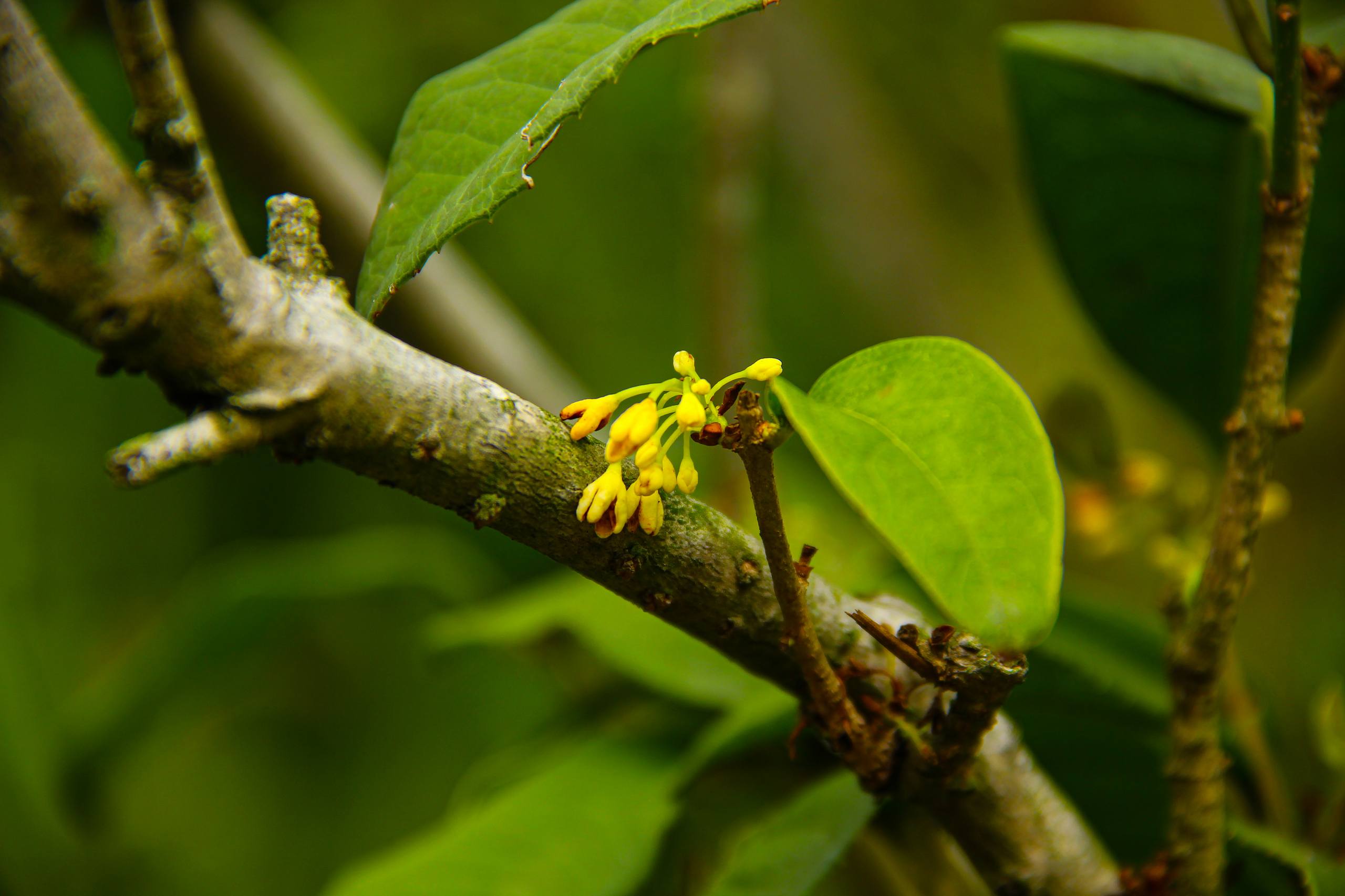 壁纸花草树木房子图壁纸预览