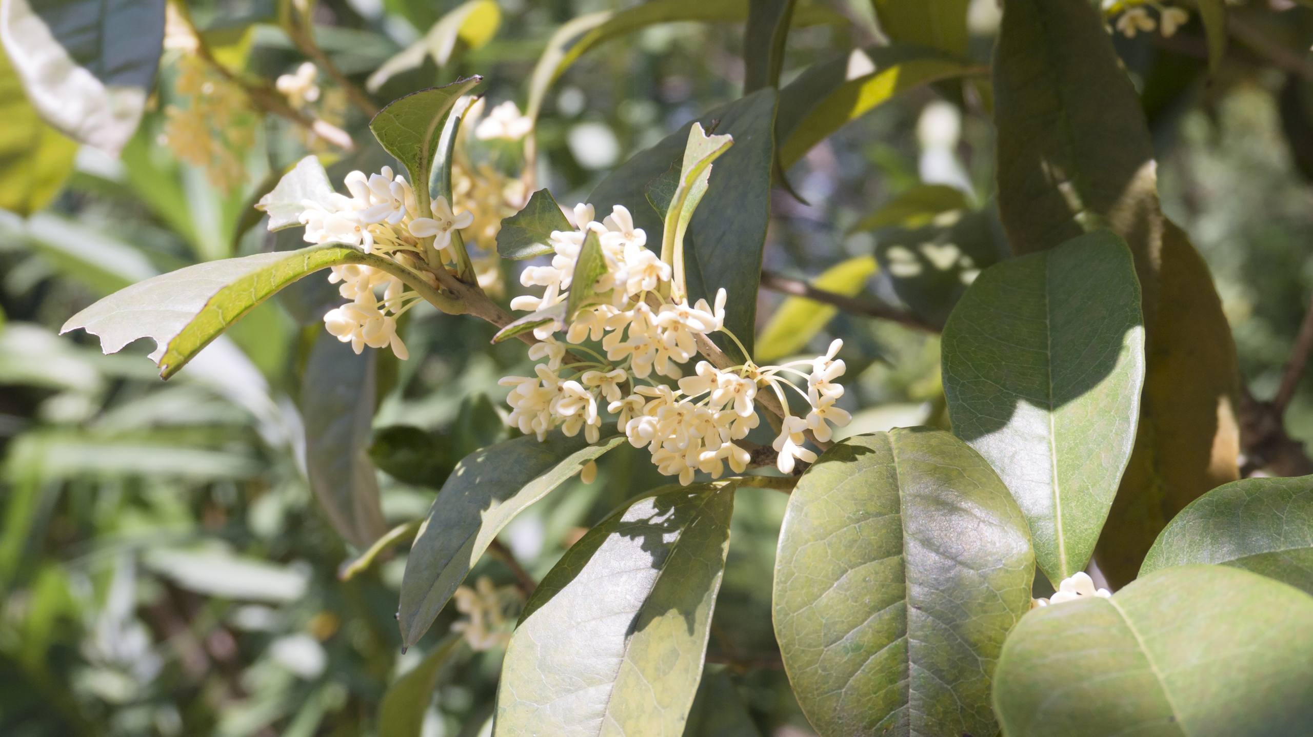壁纸高清全屏花草树木壁纸预览