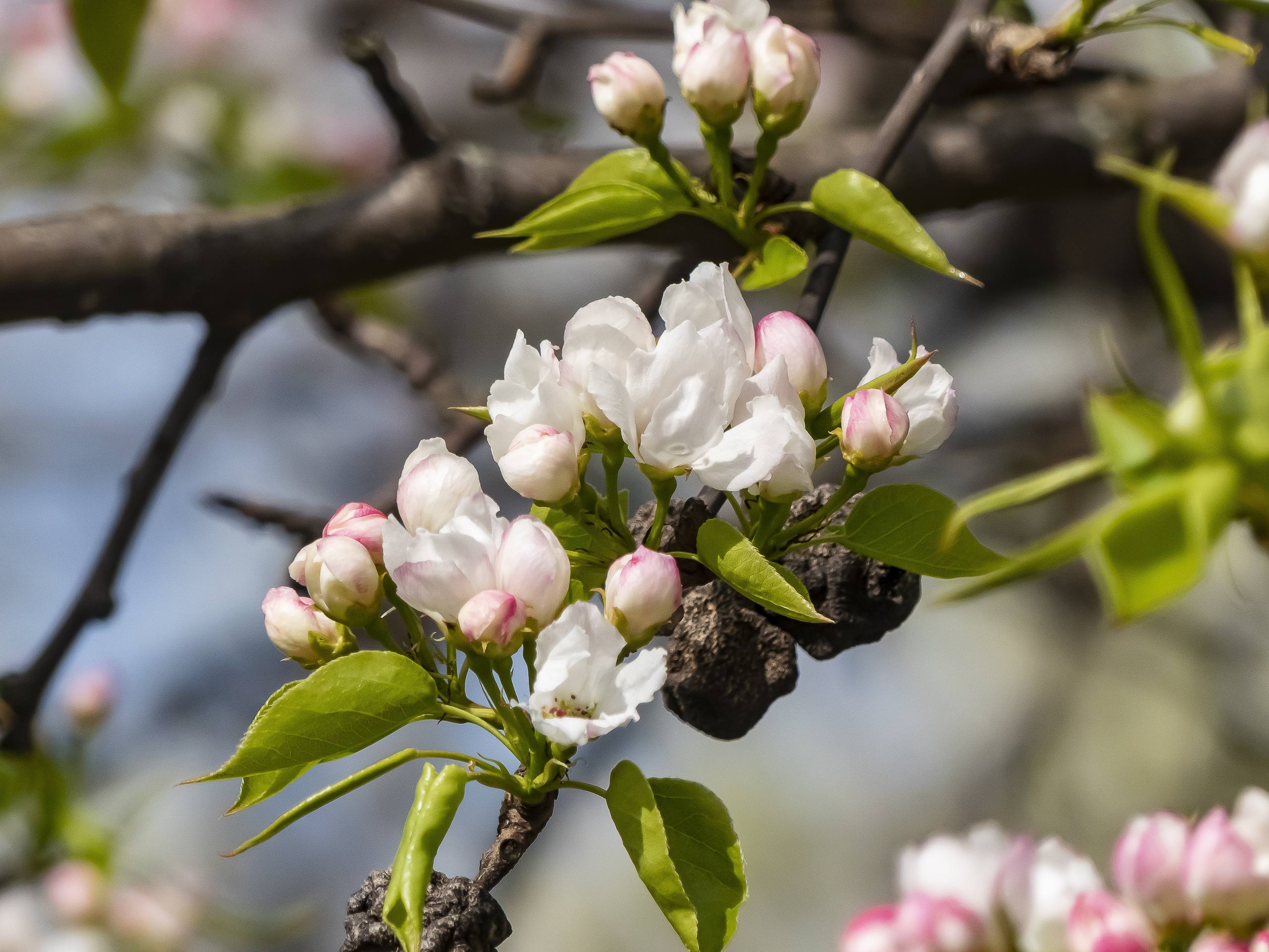 好看的树木壁纸高清竖屏壁纸预览