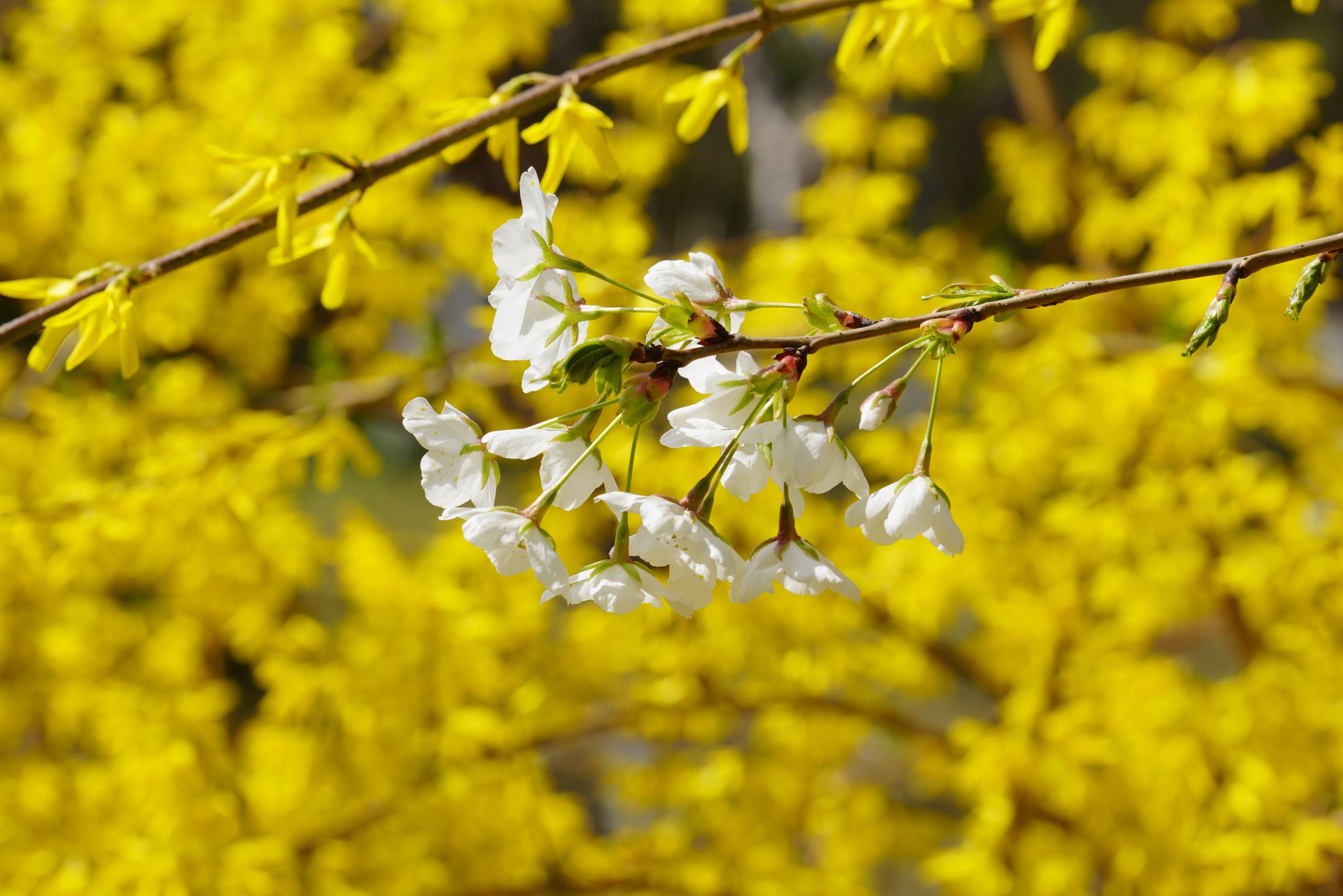 屏幕壁纸树木高级感壁纸预览