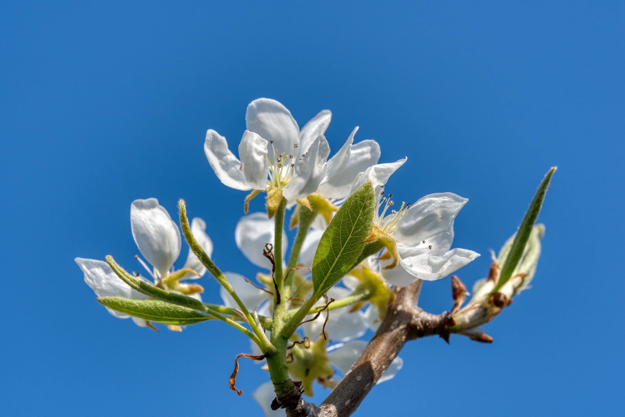 山和树木阳光壁纸平板壁纸预览