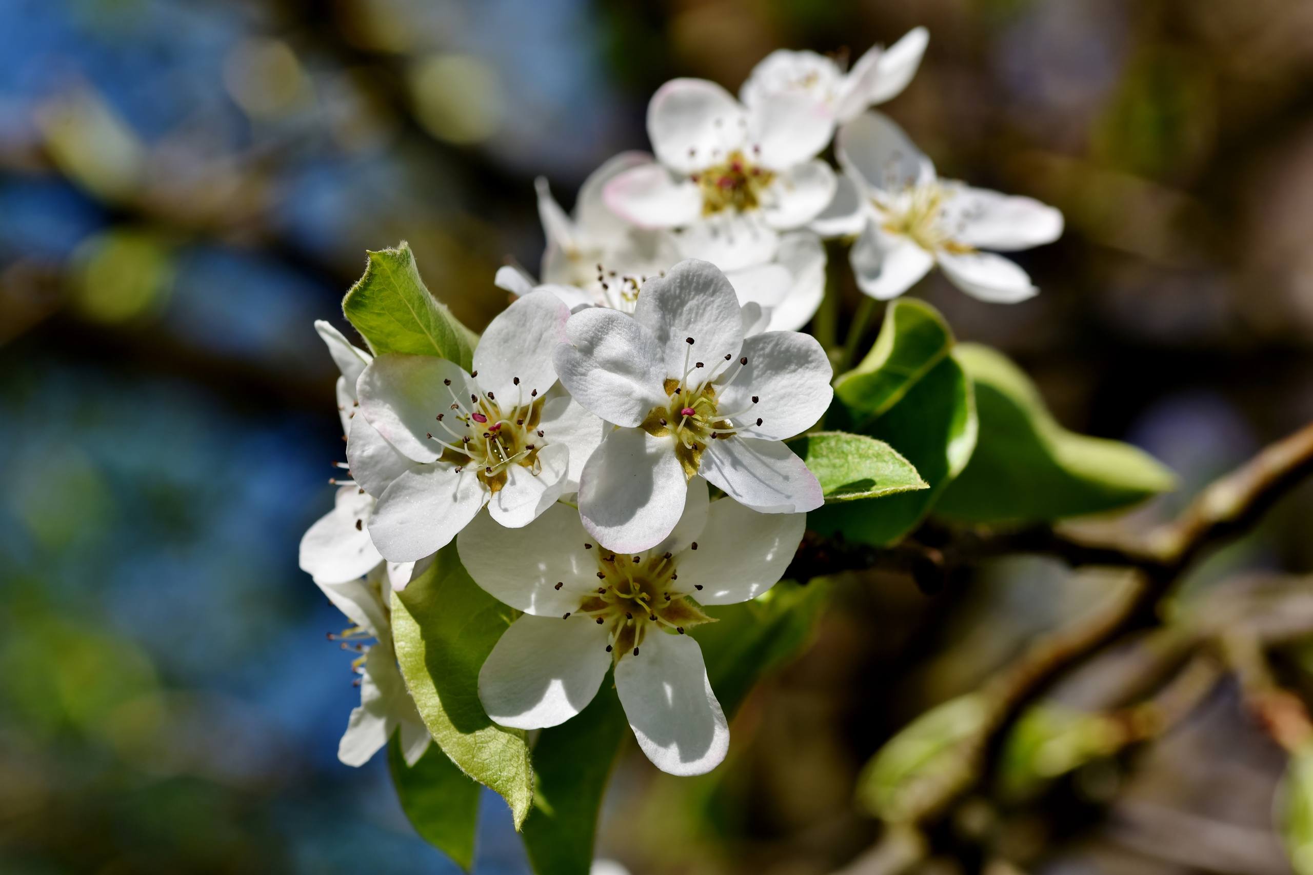 山树木手机壁纸壁纸预览