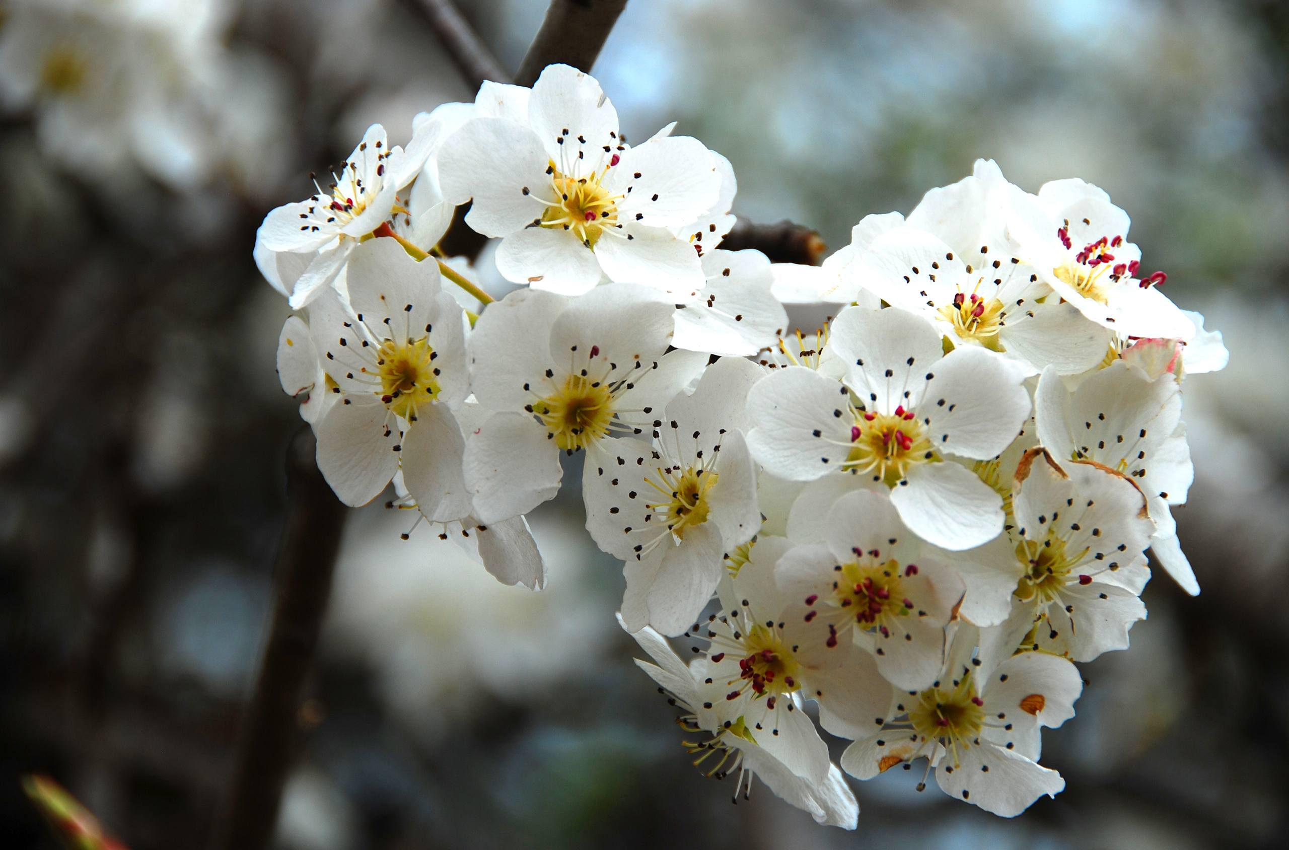 山水树木壁纸高清全屏壁纸预览