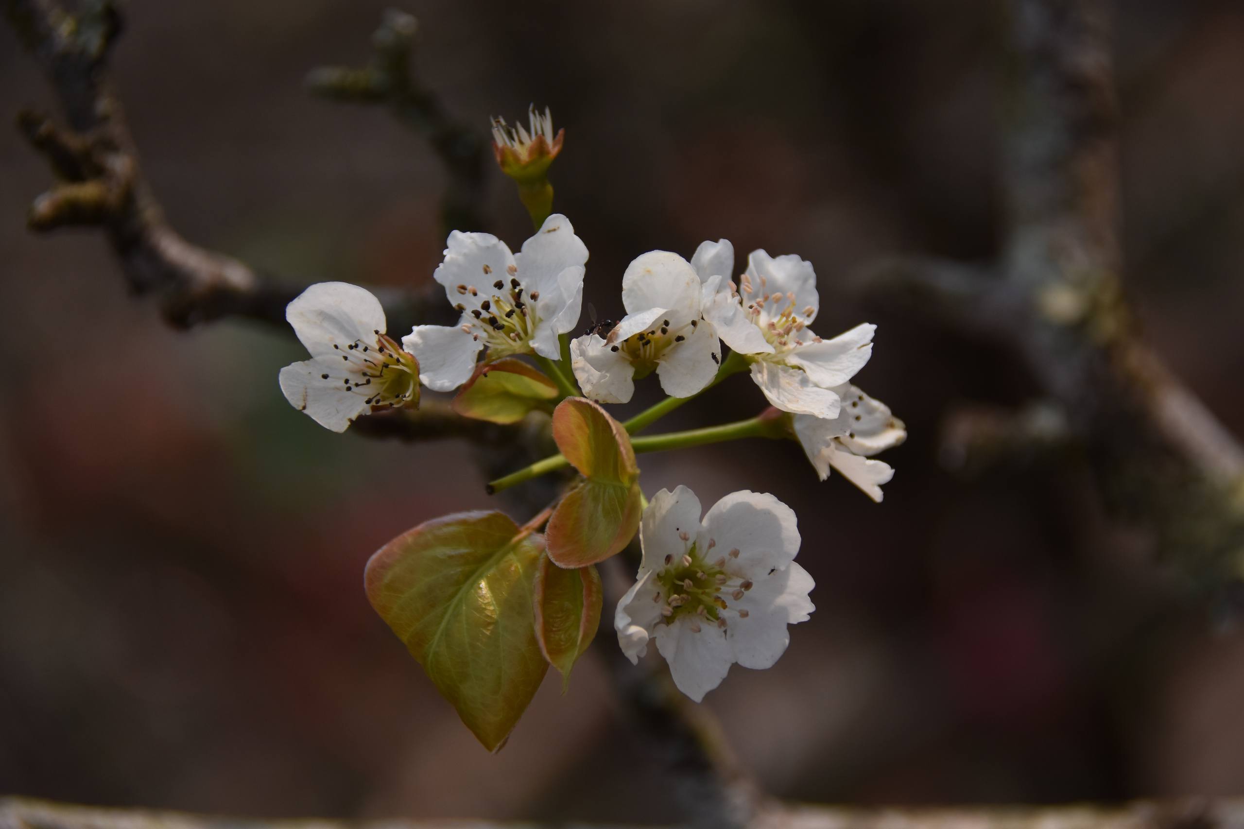 山顶树木壁纸壁纸预览