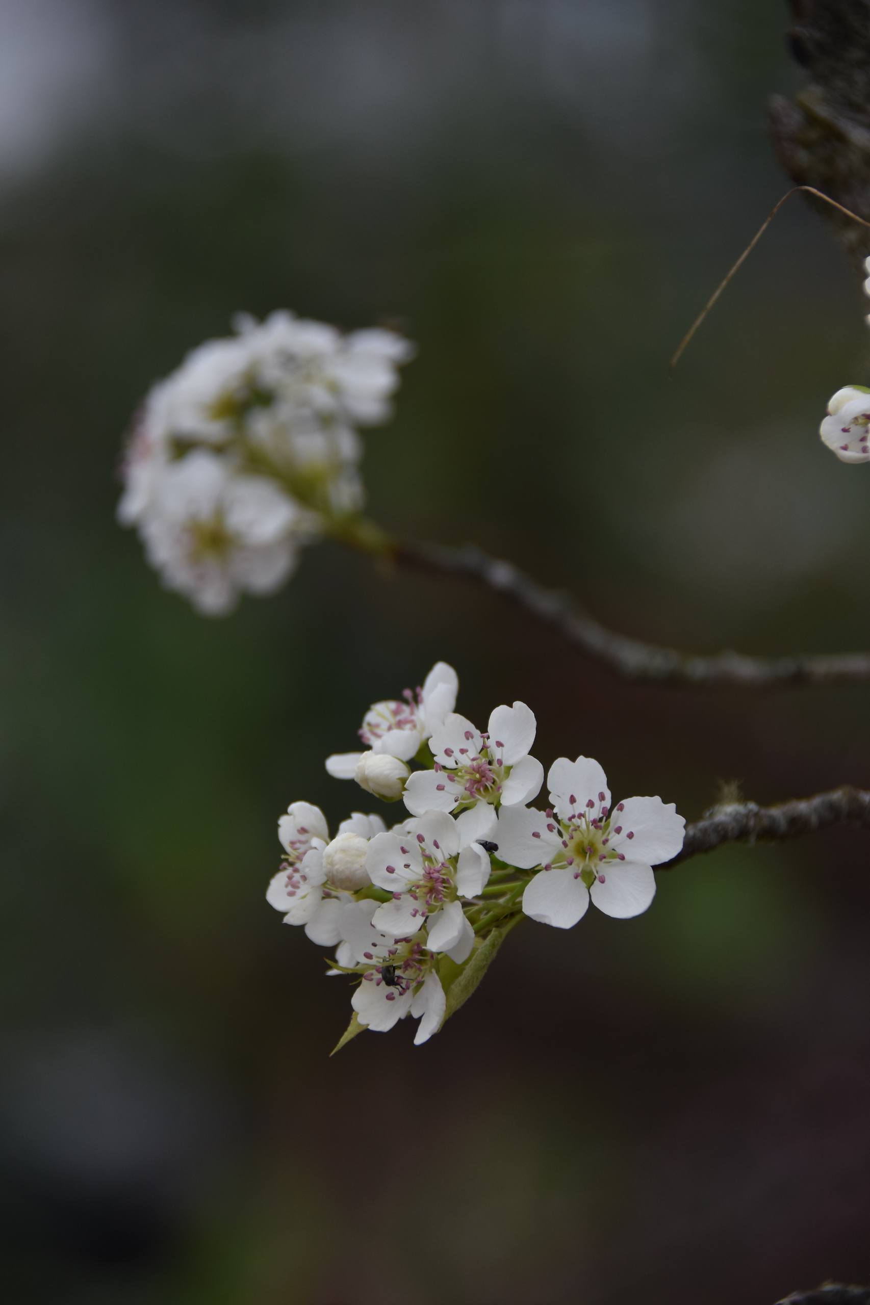 带树木的壁纸壁纸预览