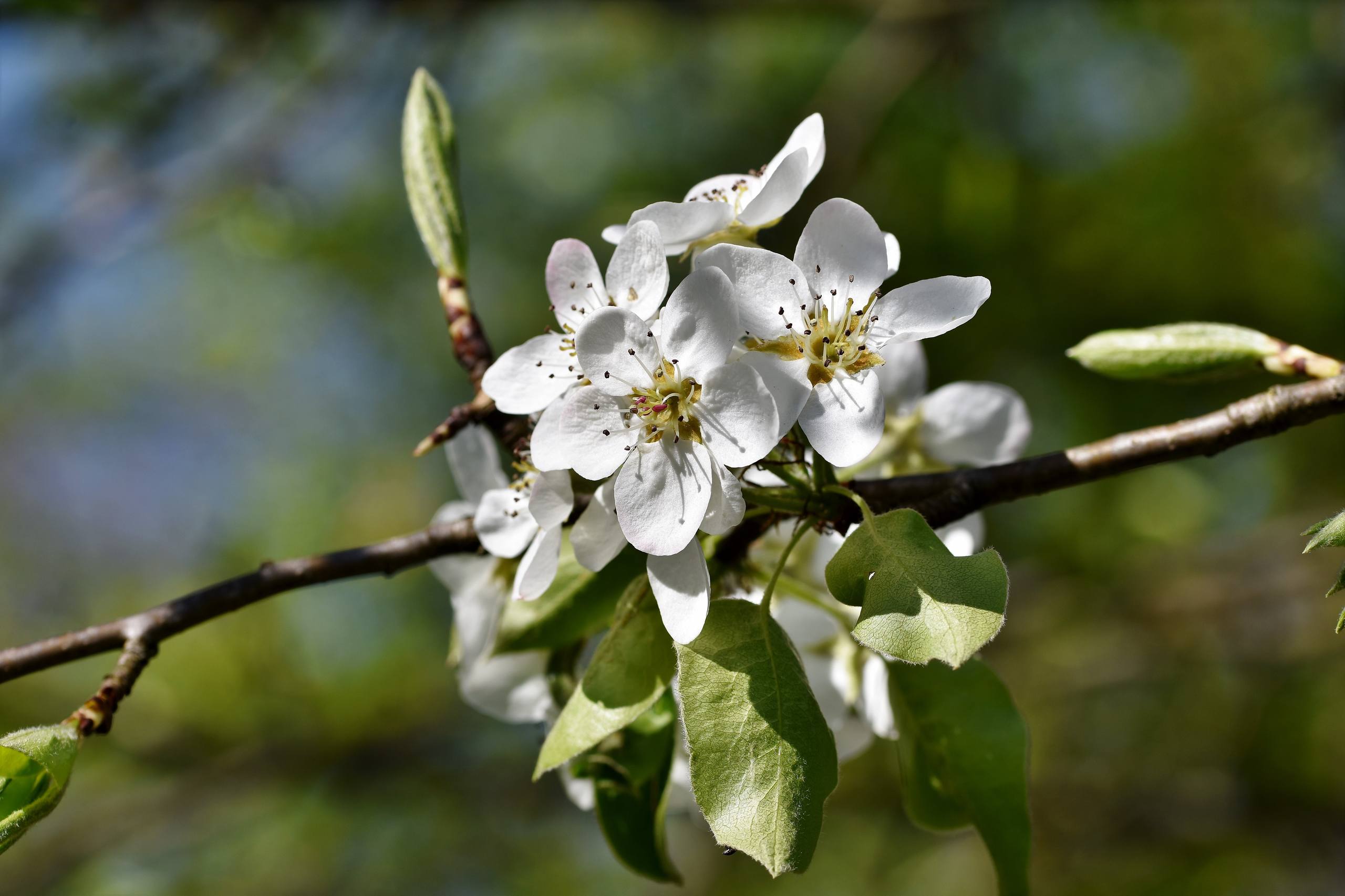 干枯树木图片壁纸壁纸预览
