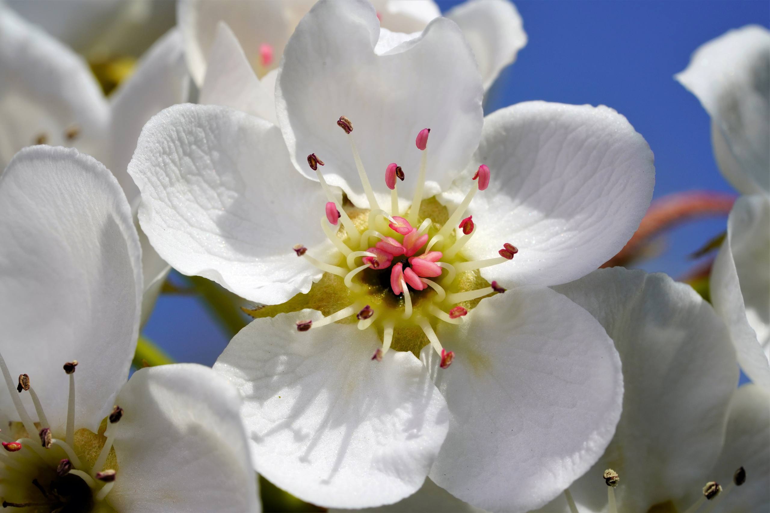 户外风景树木壁纸壁纸预览